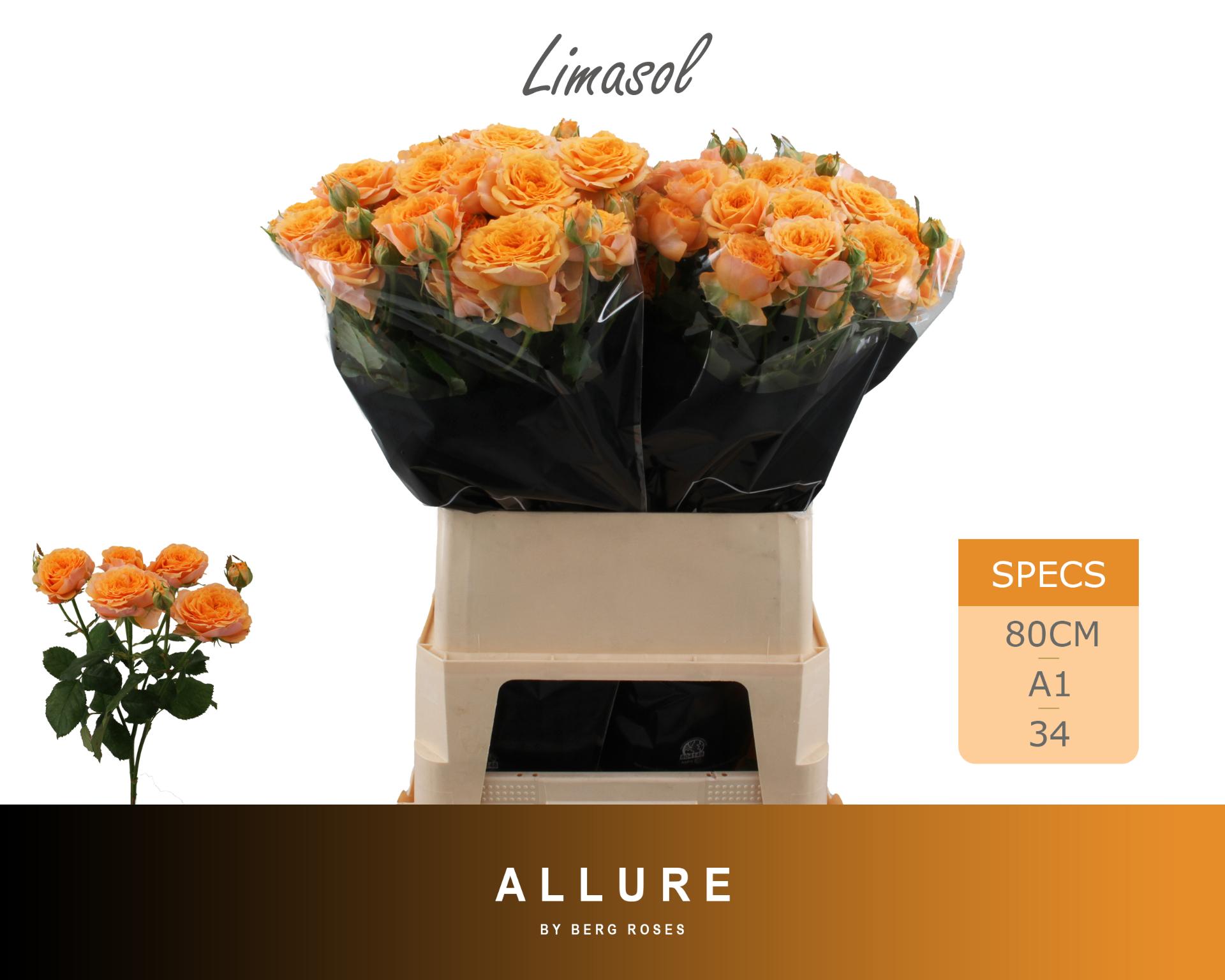 Rosa Spr Limasol 80cm