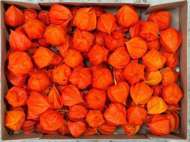 Physalis Alkekengi Lampion