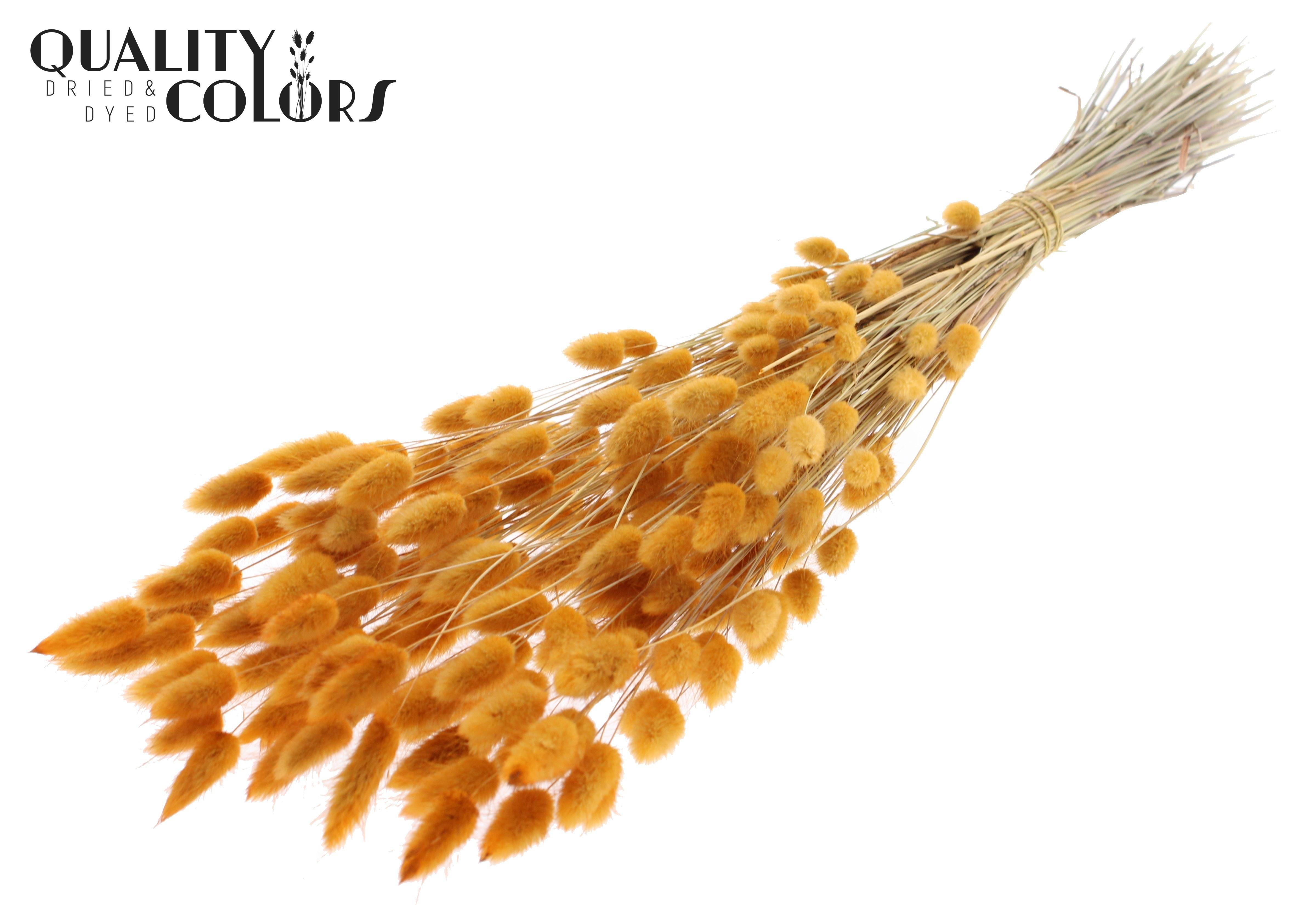 Lagurus Apricot Per Bunch 70cm