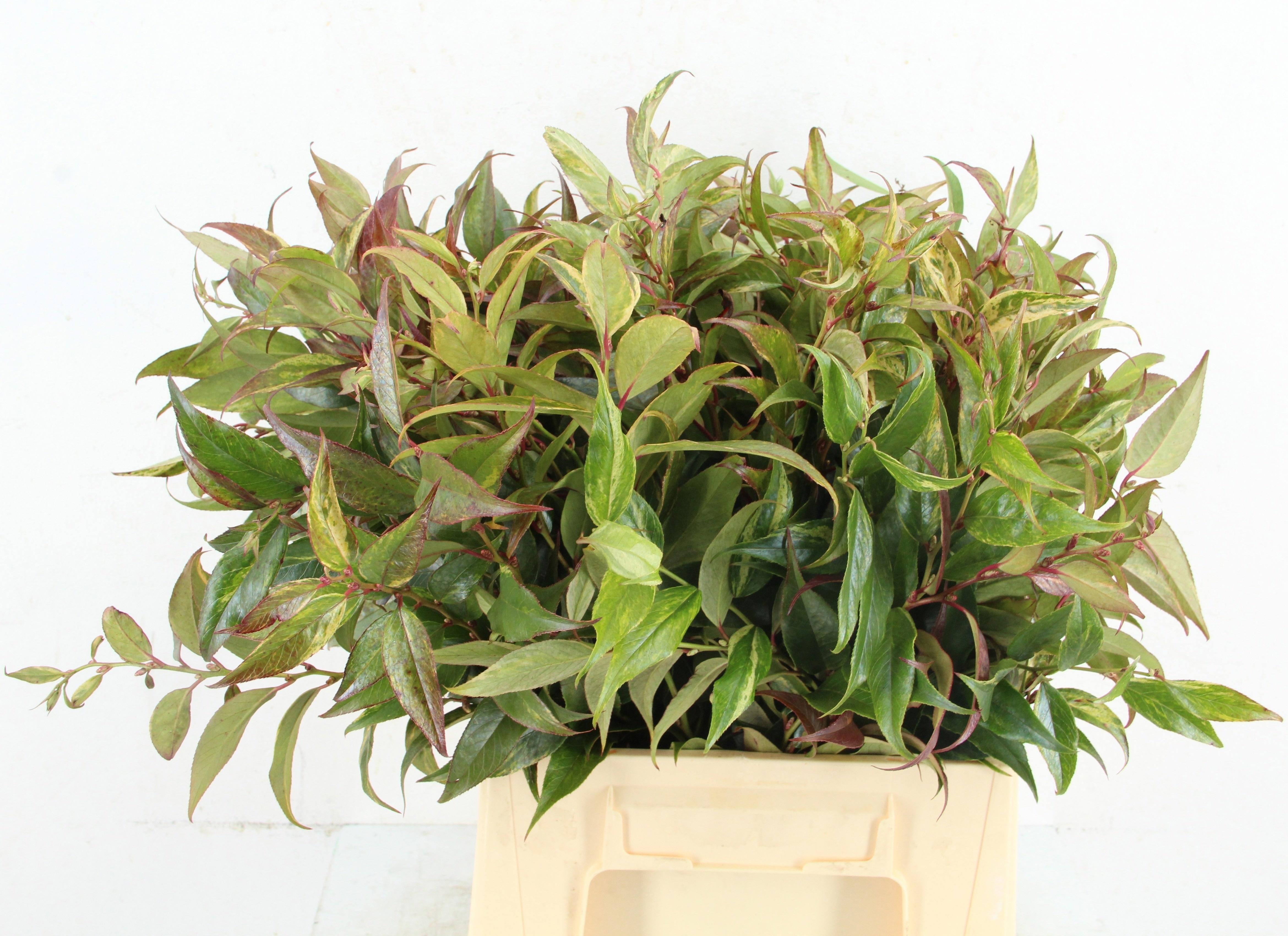 Leucothoe Fontanesiana Rainbow 45cm