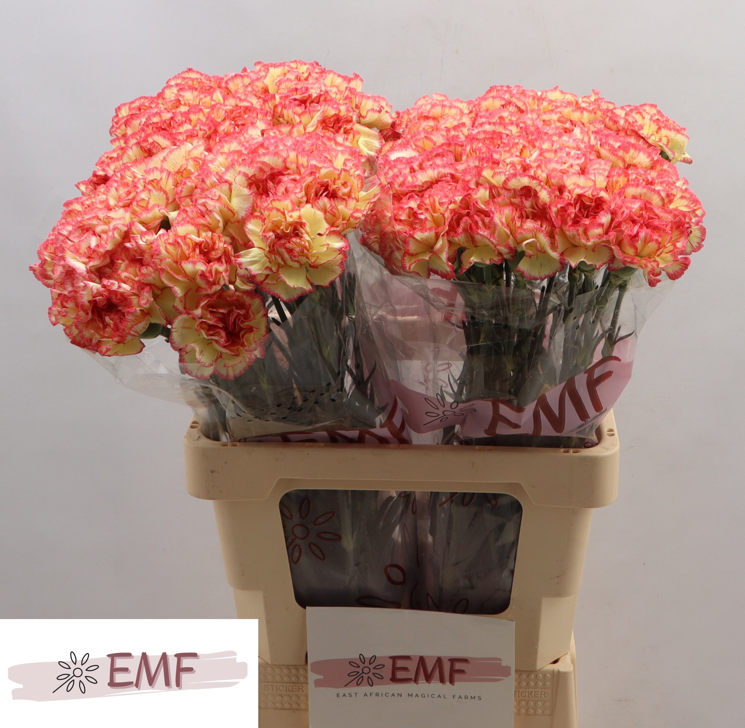 Dianthus Single Lorca 65cm