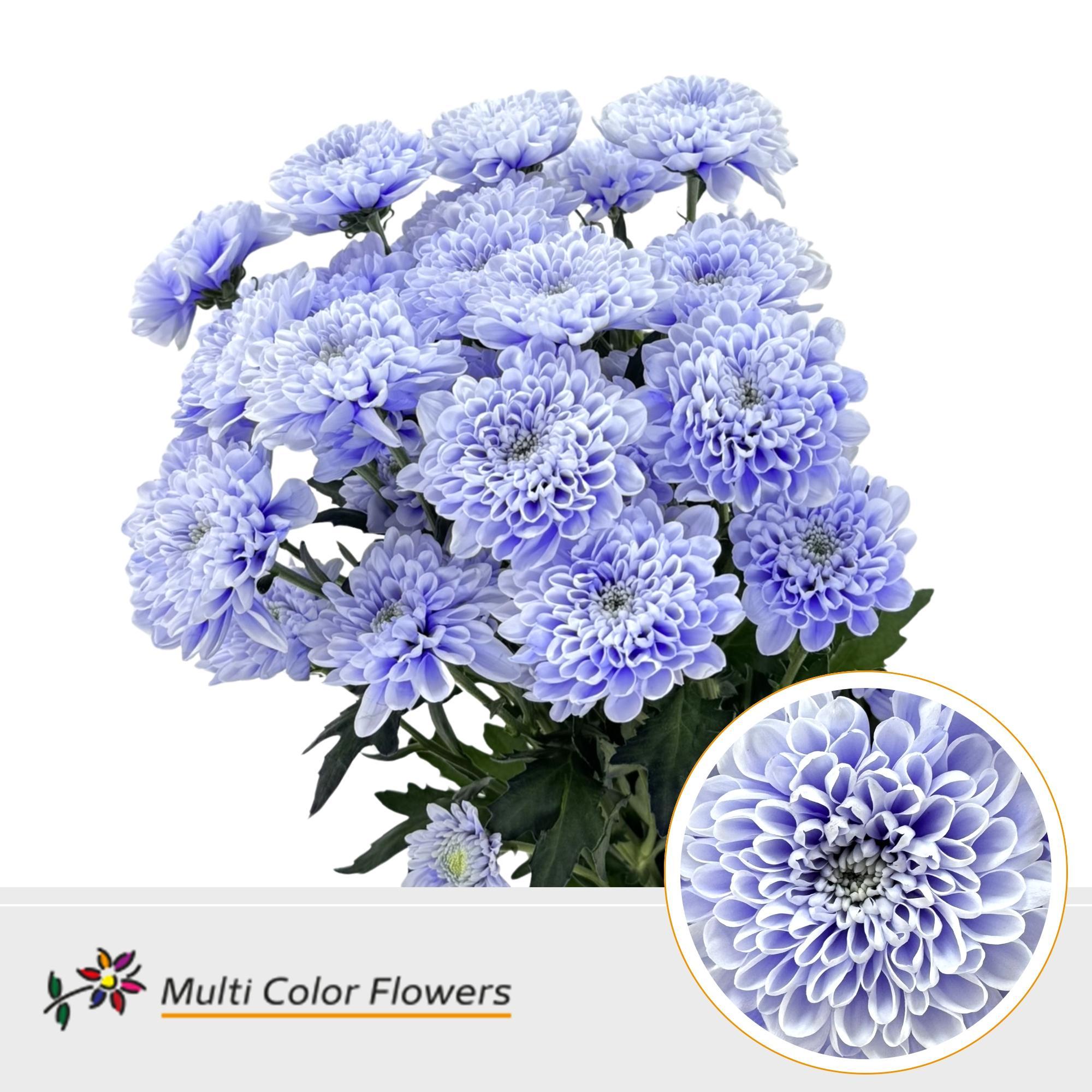 Chrysanth Spray Painted Altaj Soft Milka 60cm