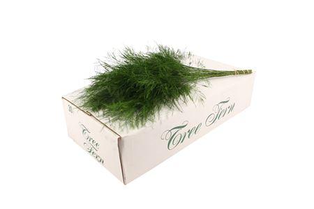 Tree Fern ( White Box )