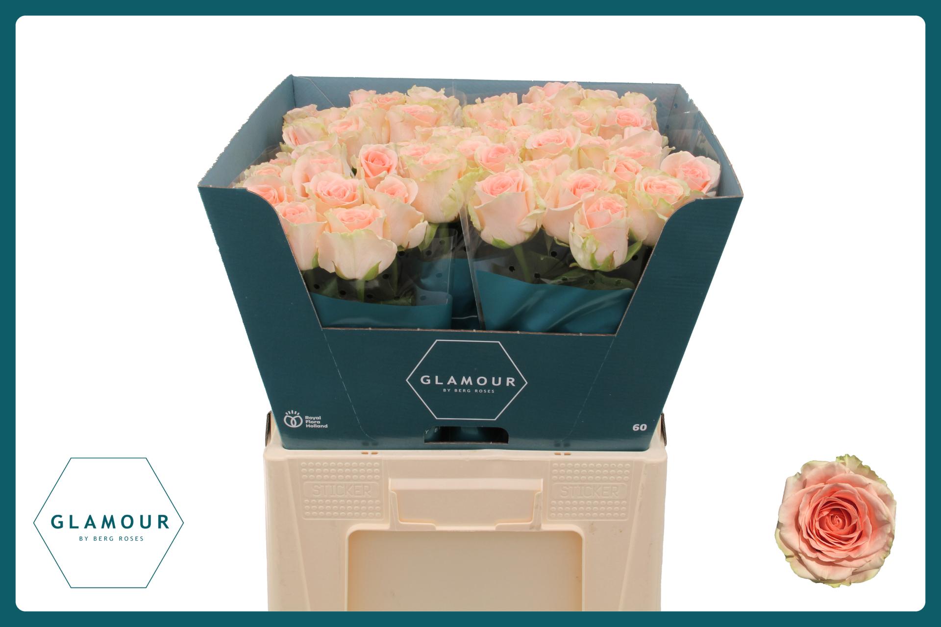 Rosa Doris Day 60cm