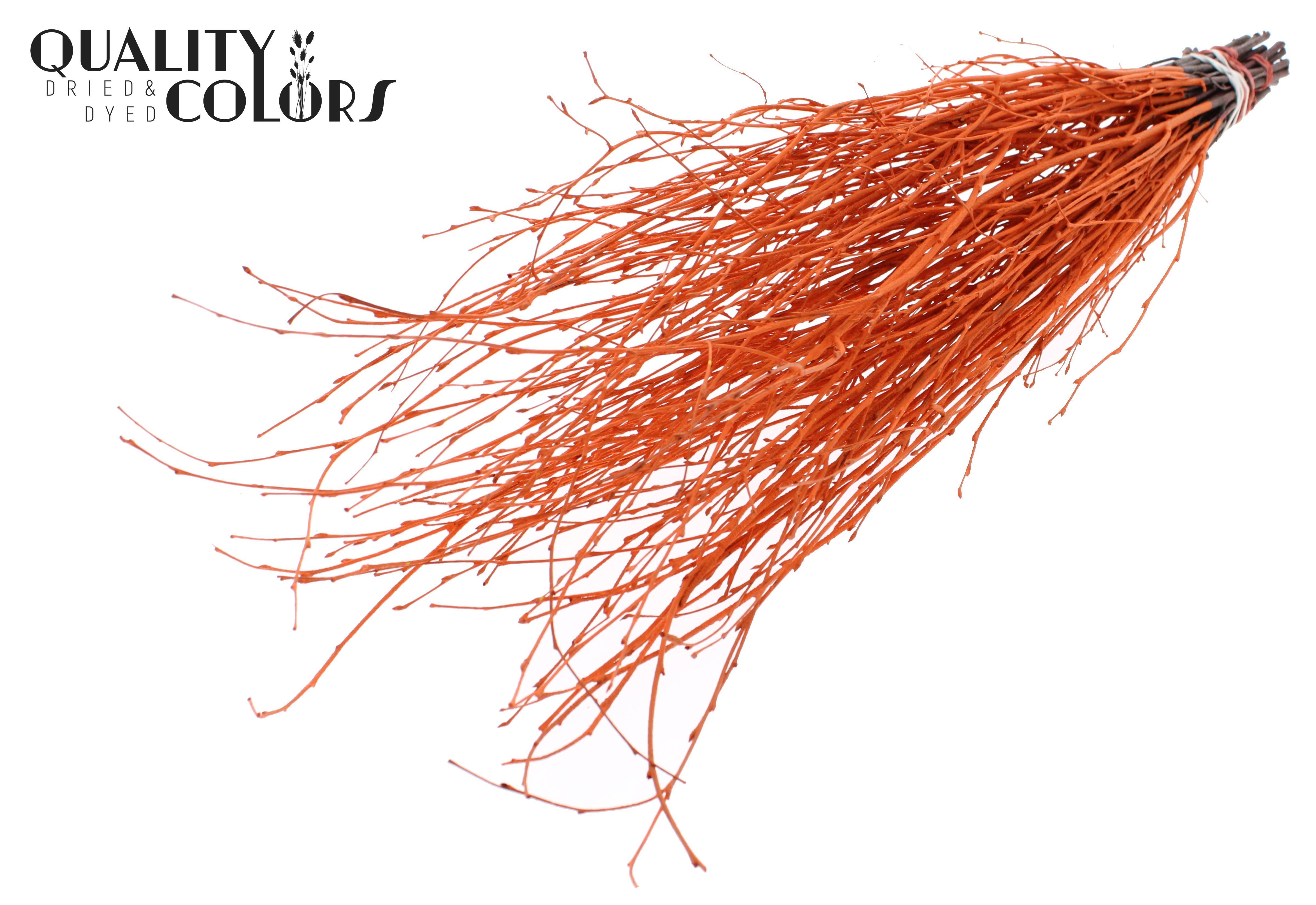 Betula Orange Per Bunch