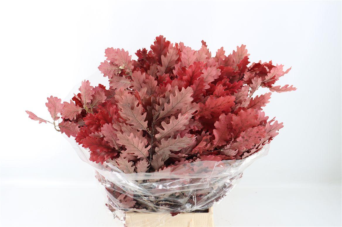 Pres Quercus Lilac P Bunch