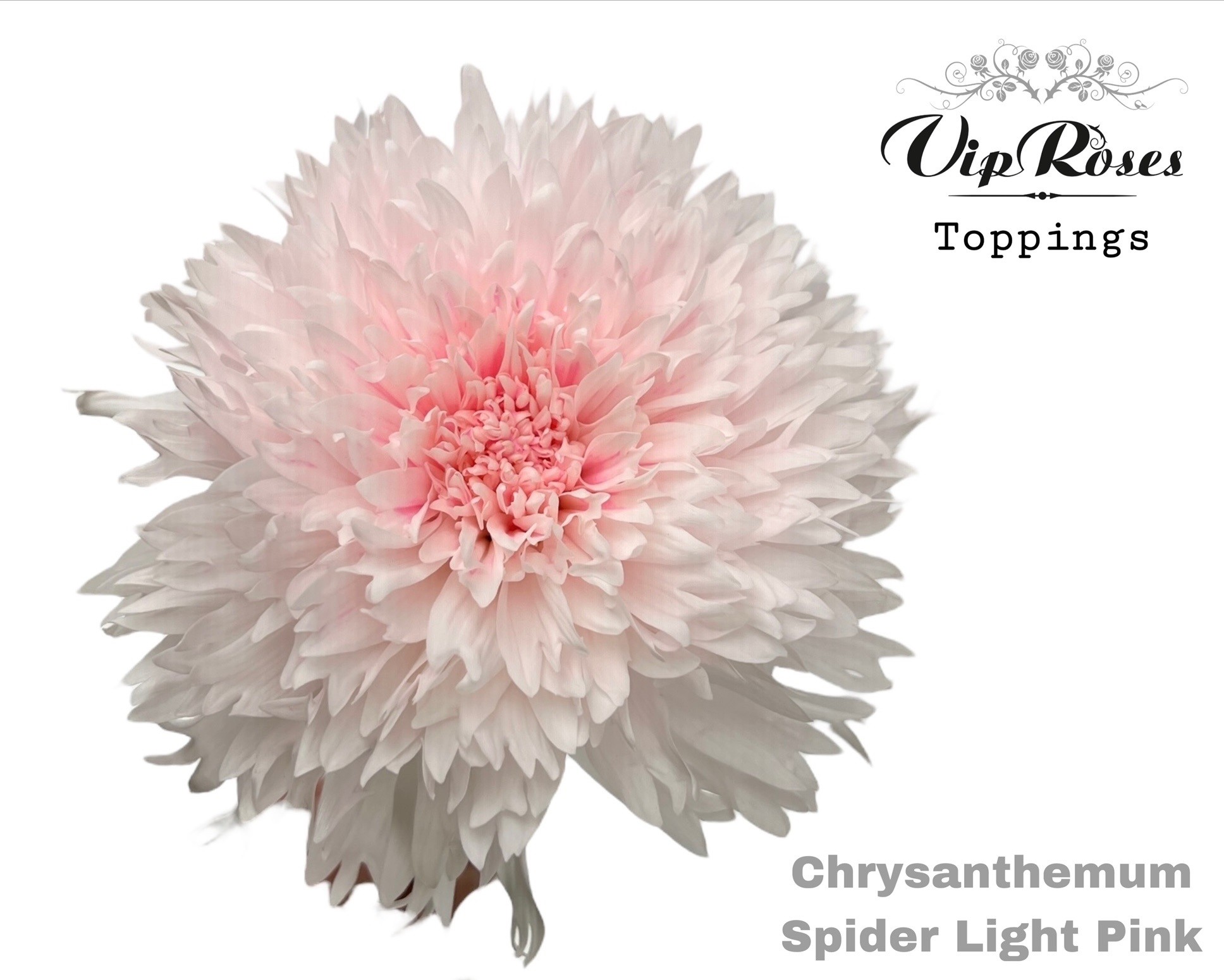 Chr G Spider Light Pink 70 cm