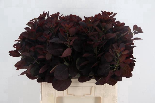 Cotinus Coggygria Royal Purple 60cm