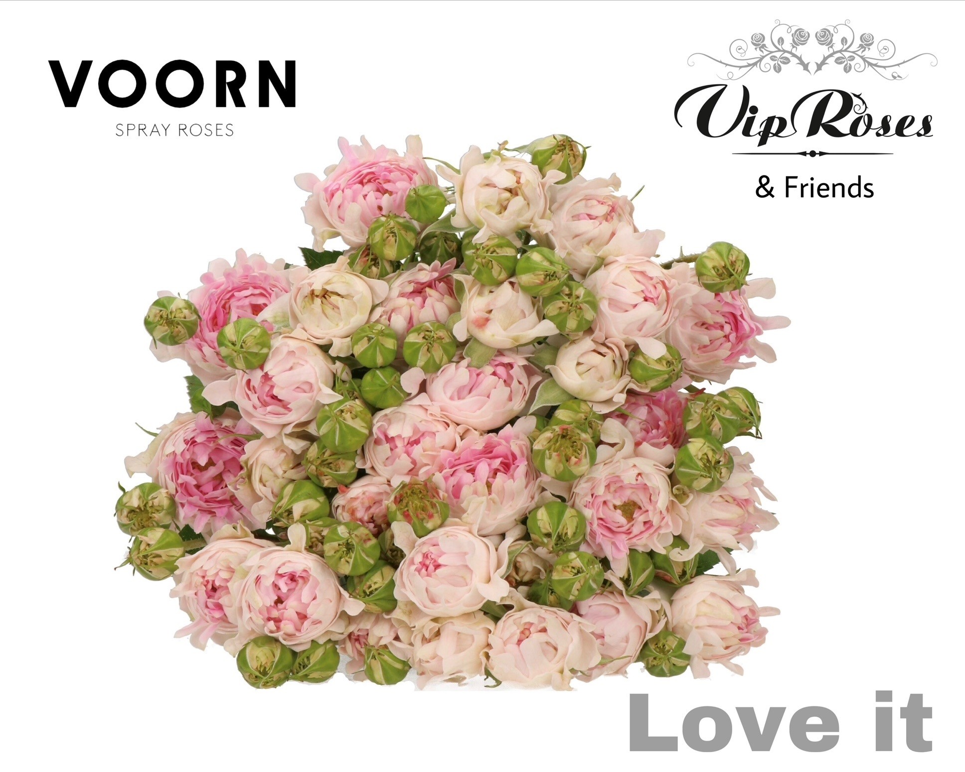 R Tr Love It 60cm