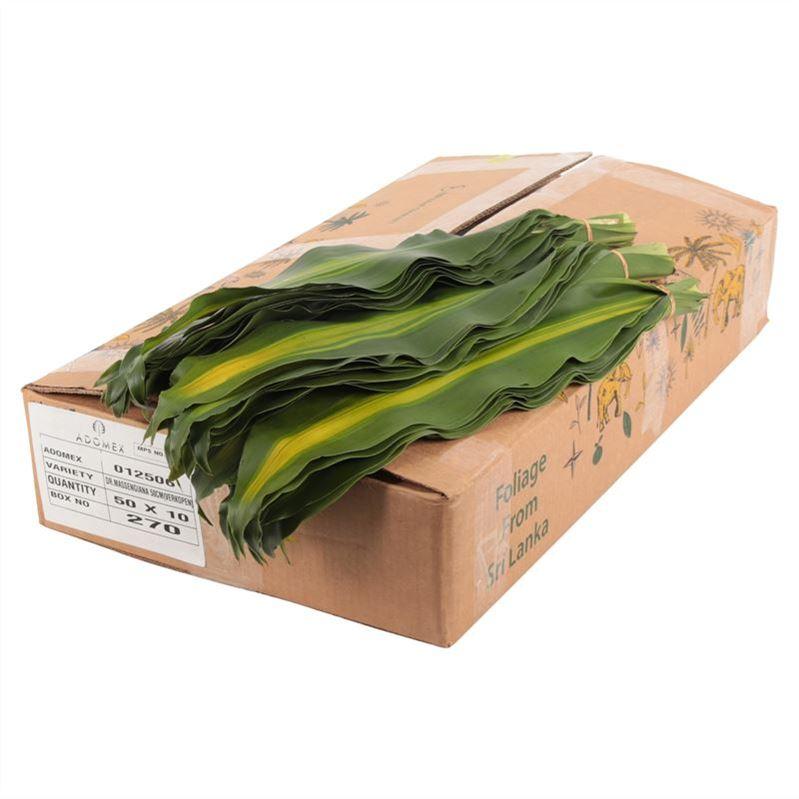 Dracaena Massangeana