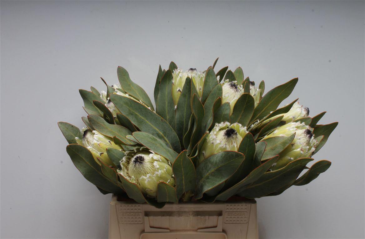 Protea Barb Polar Princes