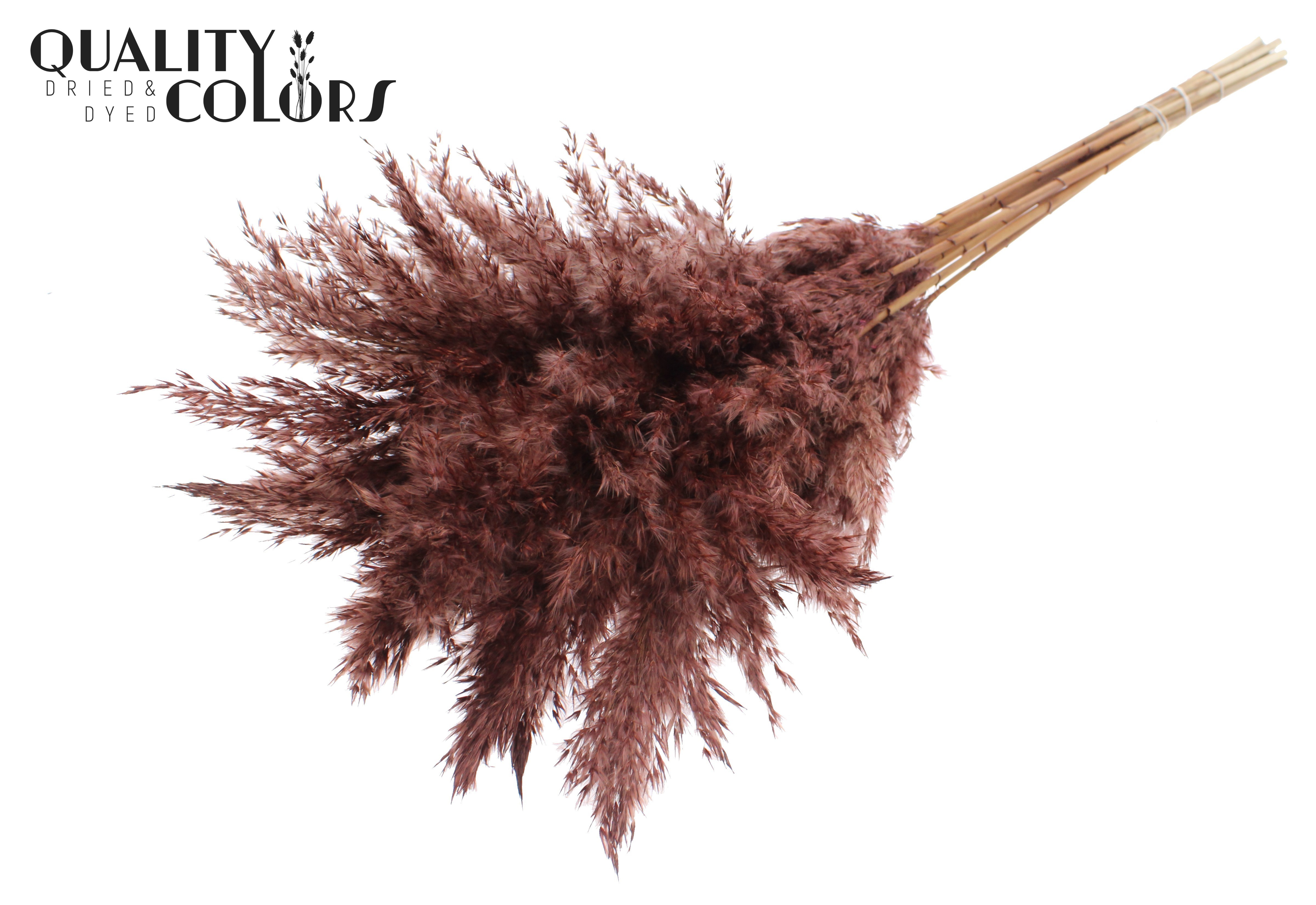 Pampas Grass Brown Per Bunch 70cm