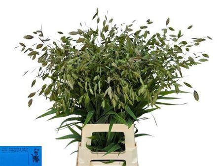 Chasmanth Latifolium 80 Cm