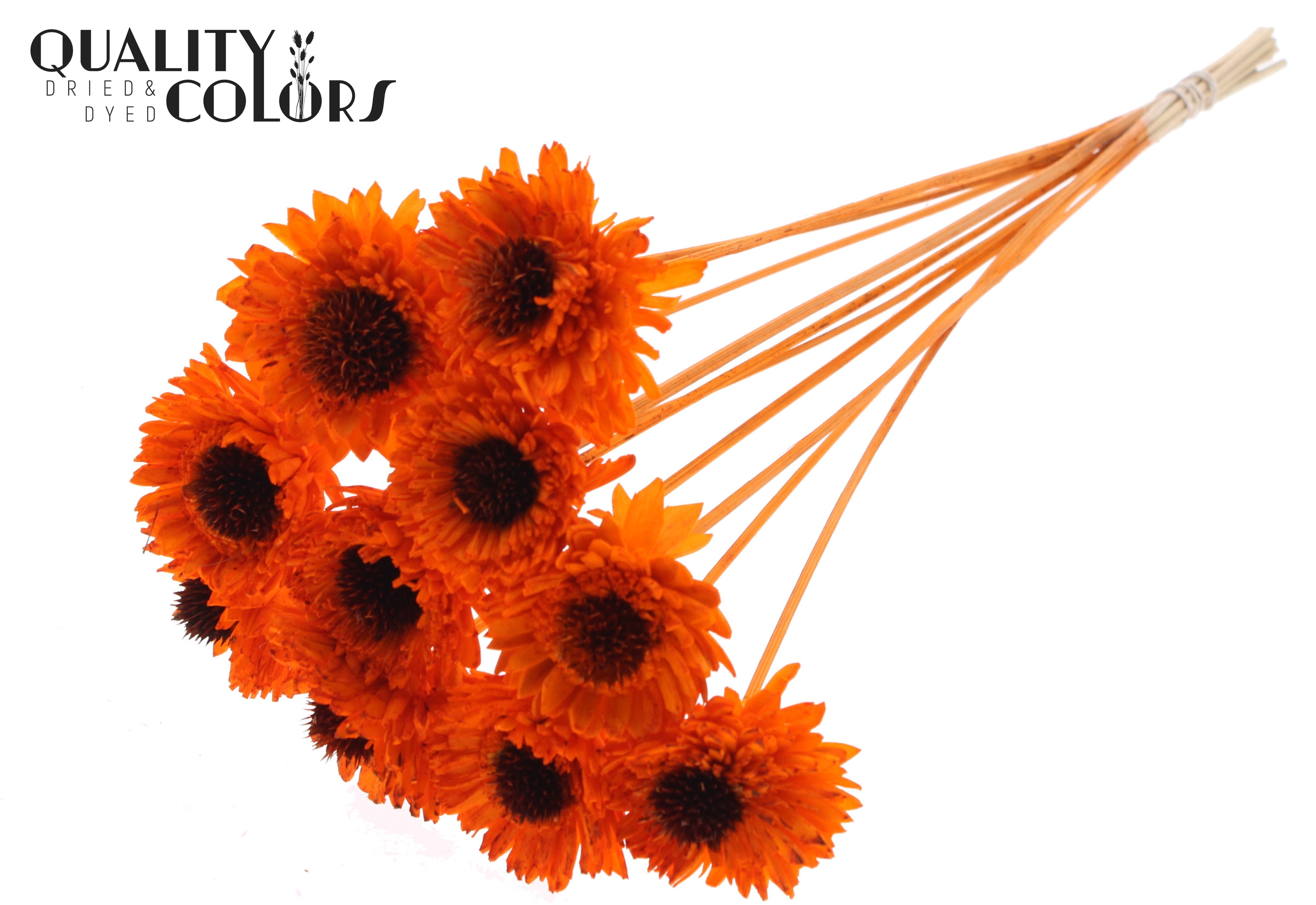 Shola Daisy Sunflower Orange 50cm