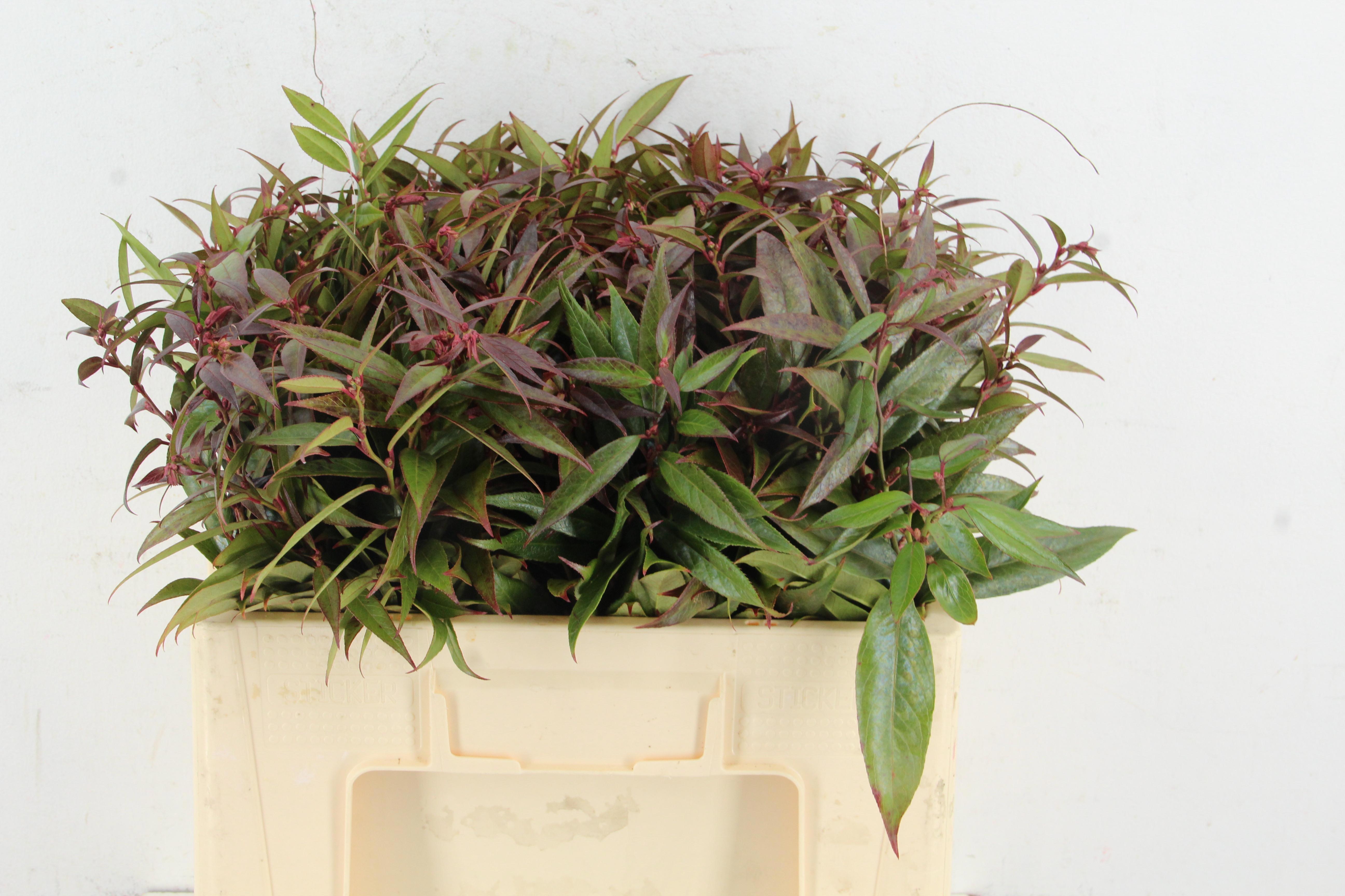 Leucothoe Fontanesiana Rainbow 50cm