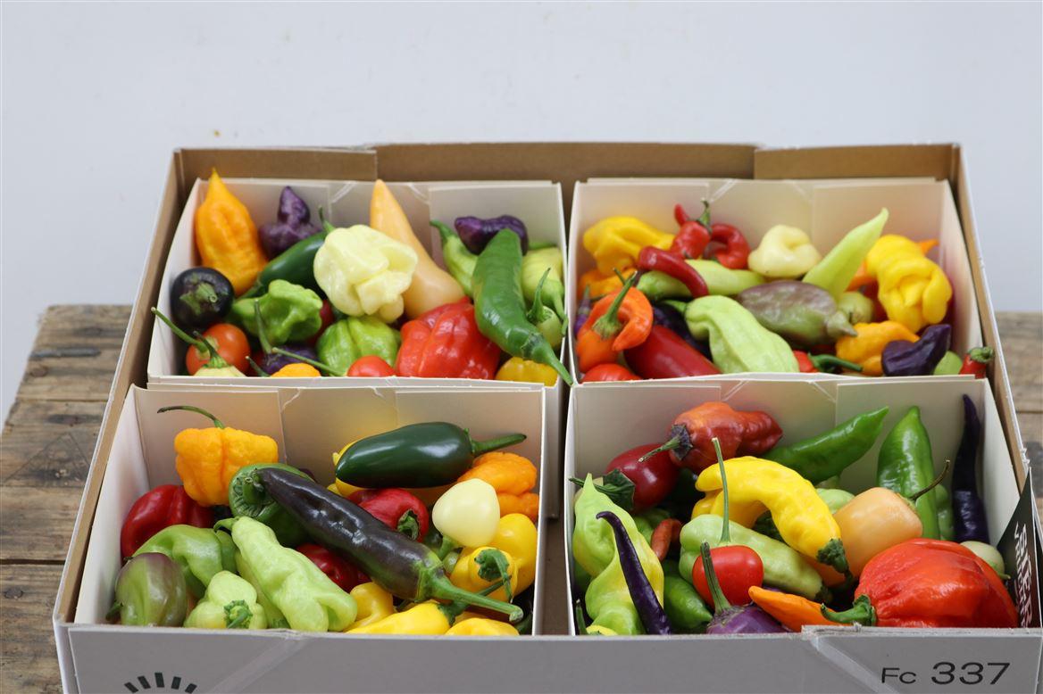Sier Cucumis Aubergine Capsicum Mix X4