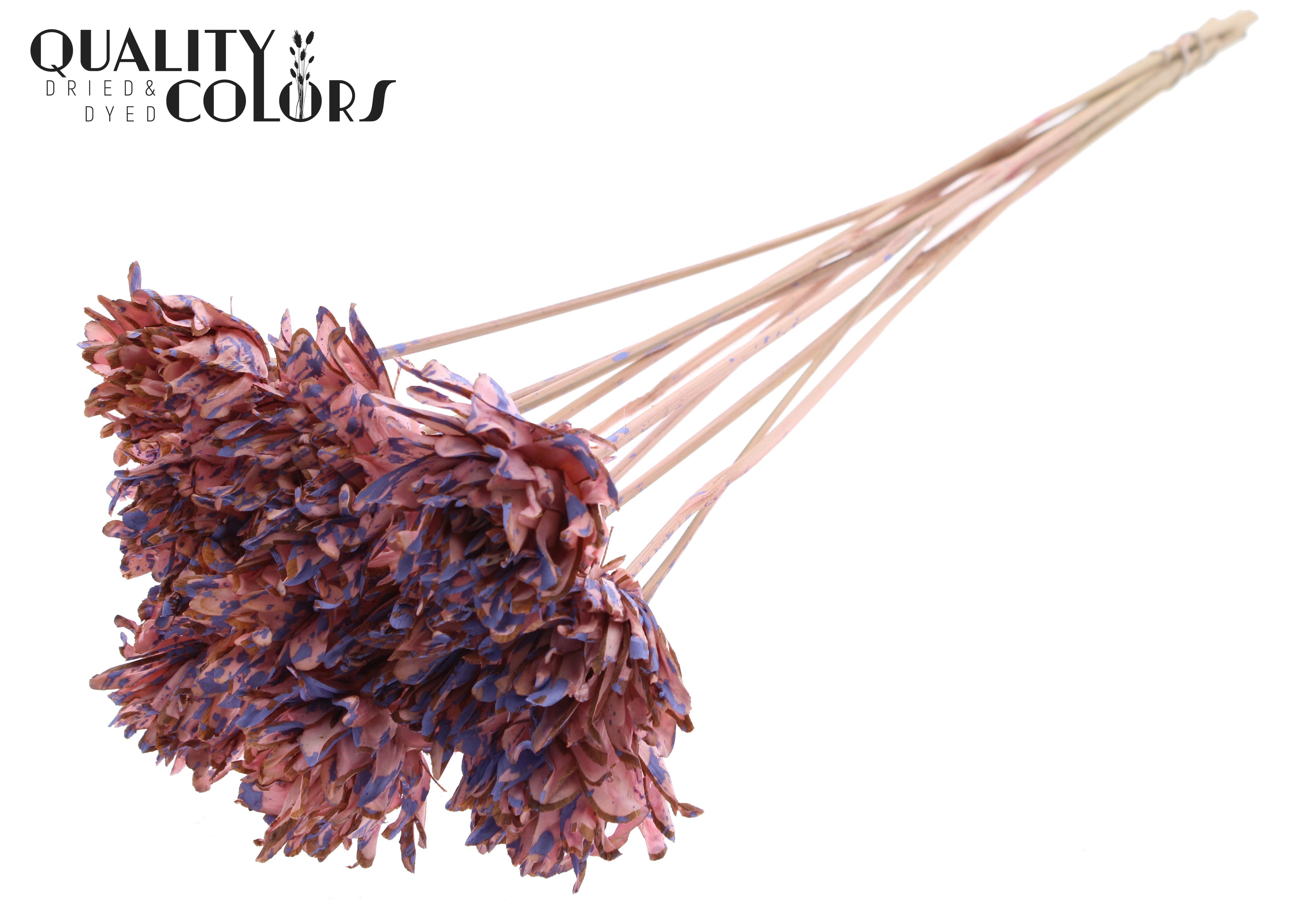 Shola Slice Pine Splashed Pink Milka 50cm