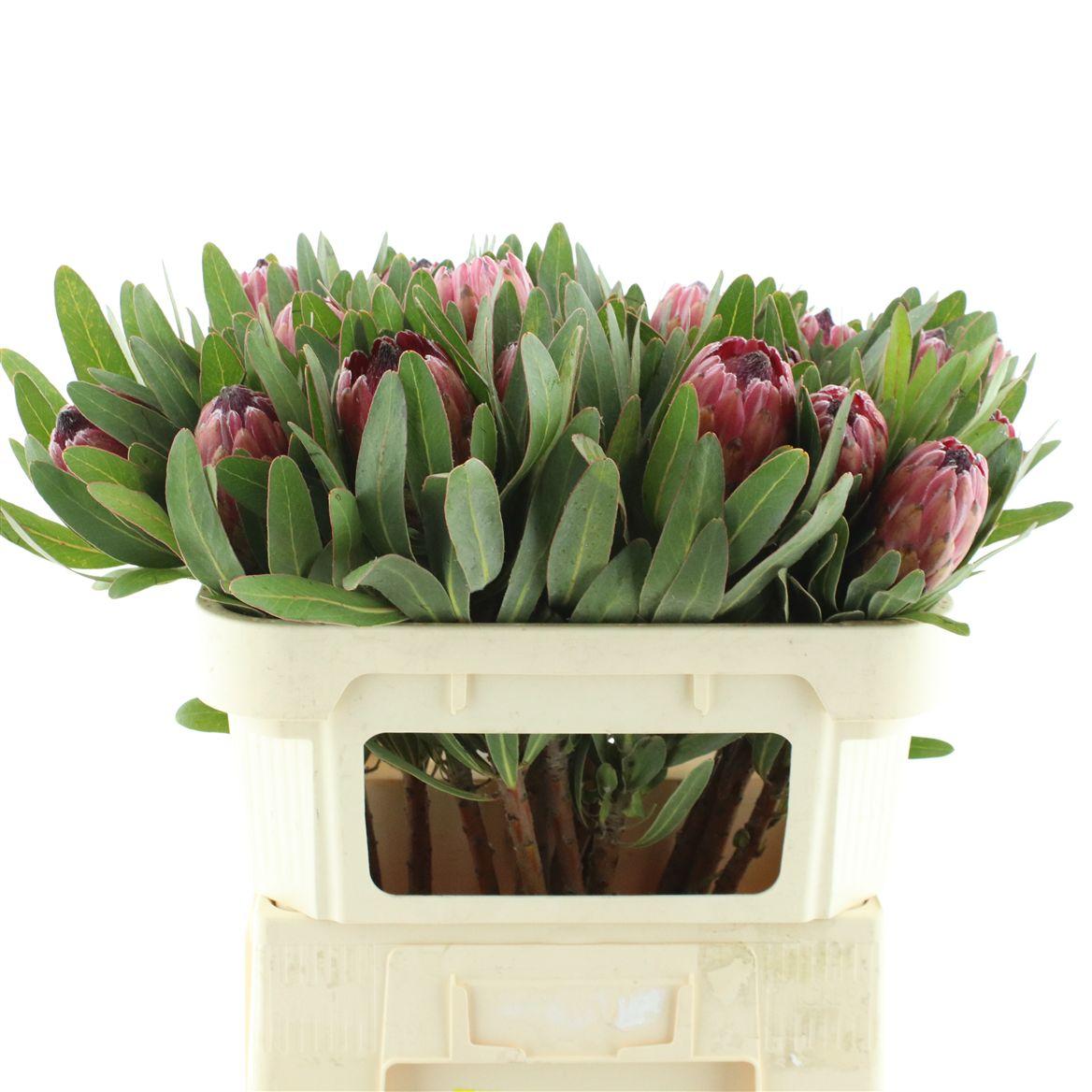 Protea Red Ice