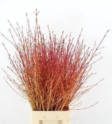 Cornus Winter Beauty 100cm