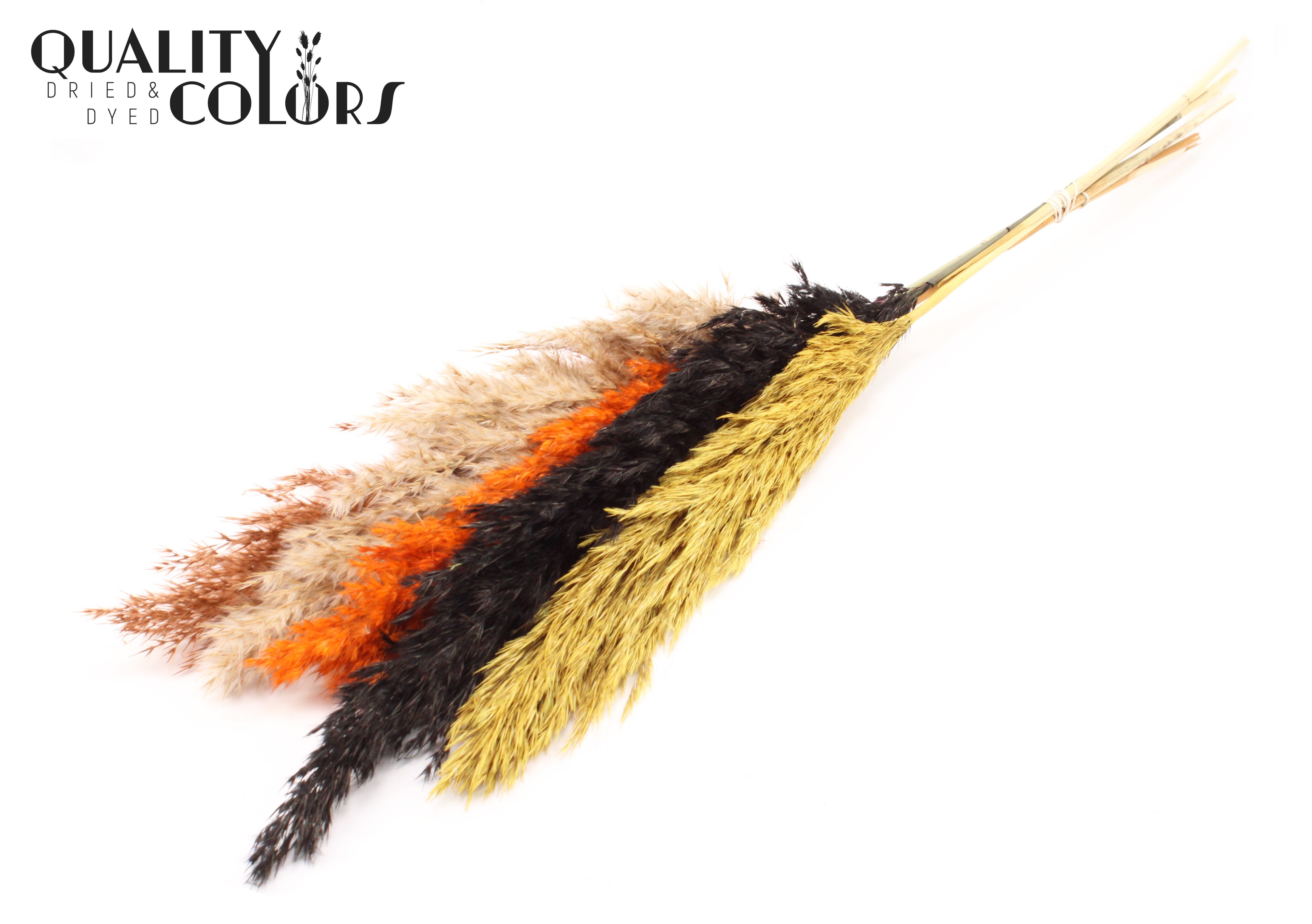 Pampas Grass Mix Per Bunch 100cm