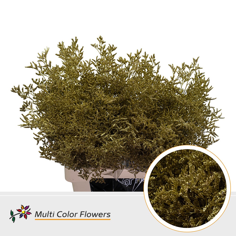 Limonium Painted Gold 70cm 30gr.