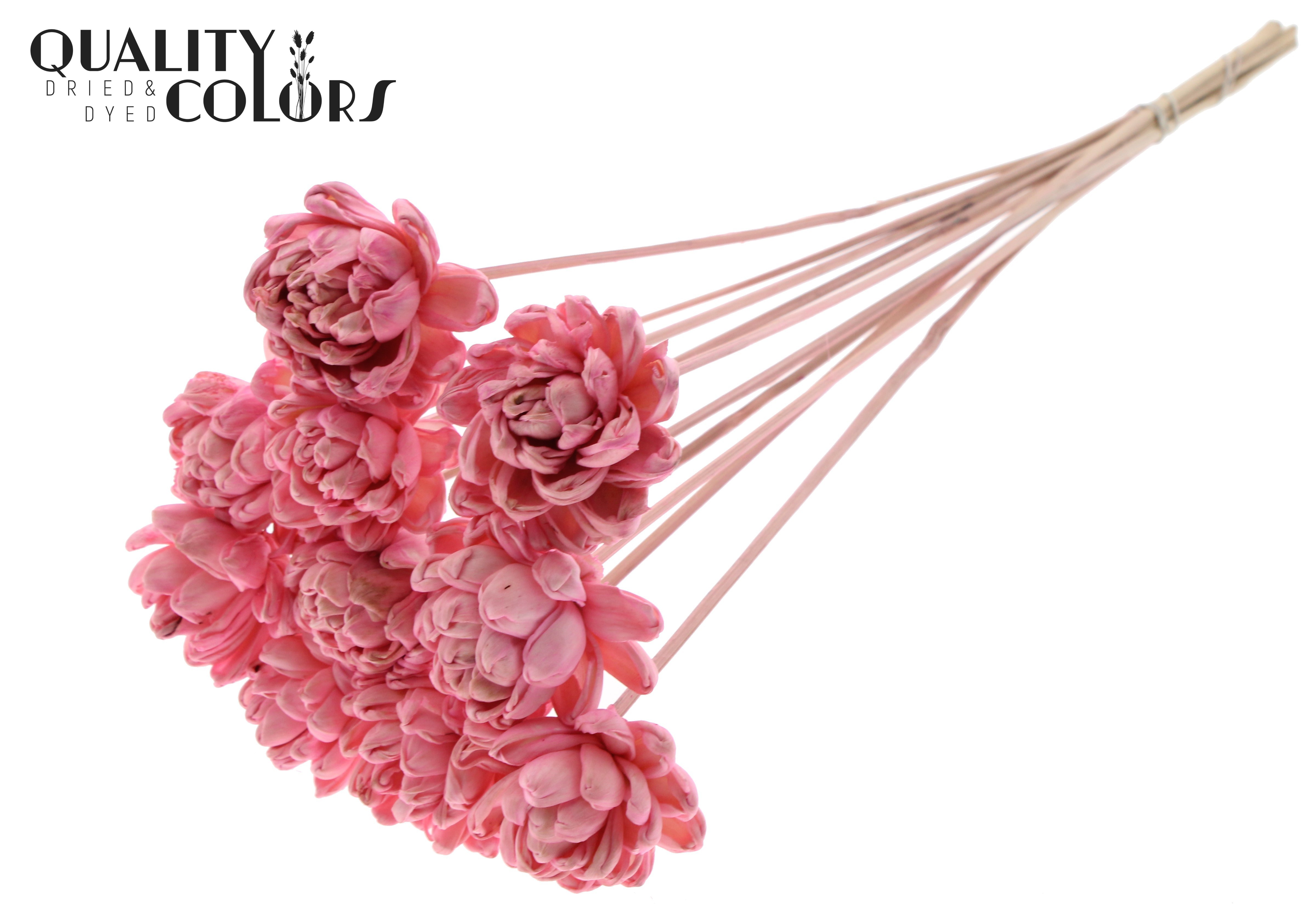Shola New Beauty Rose Light Pink 50cm