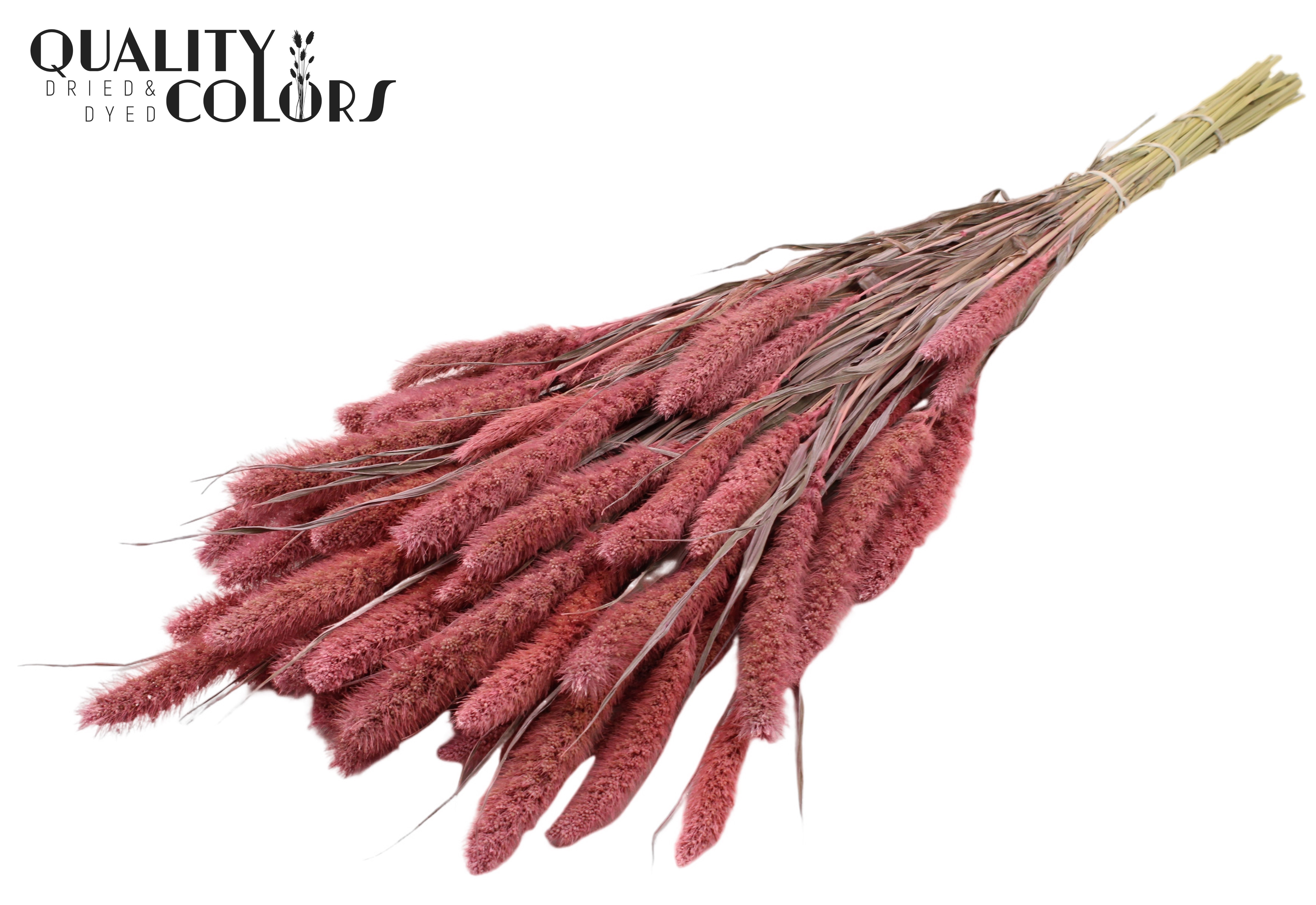 Setaria Frosted Pink Per Bunch 70cm