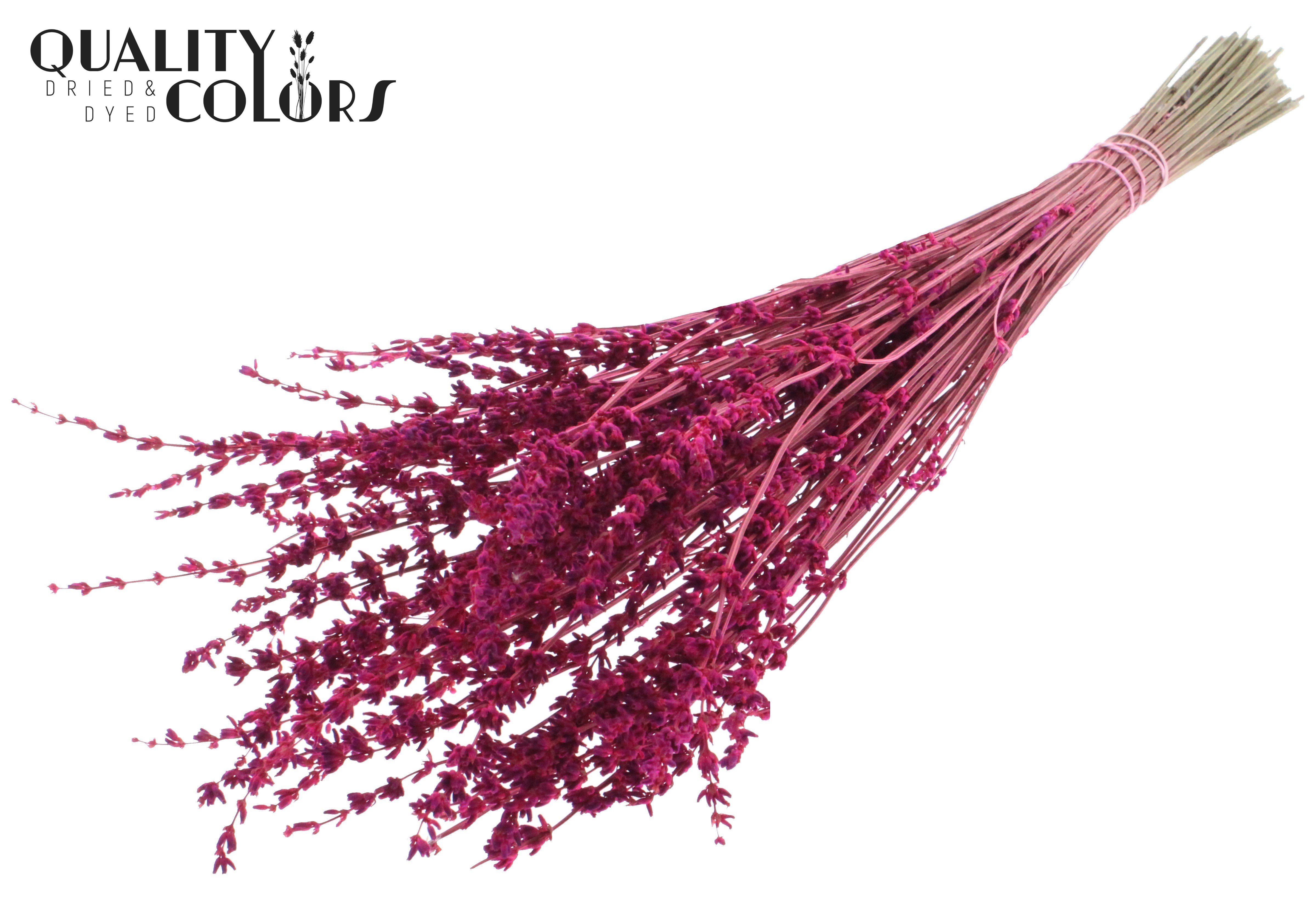 Lavandula Cerise Per Bunch 50cm