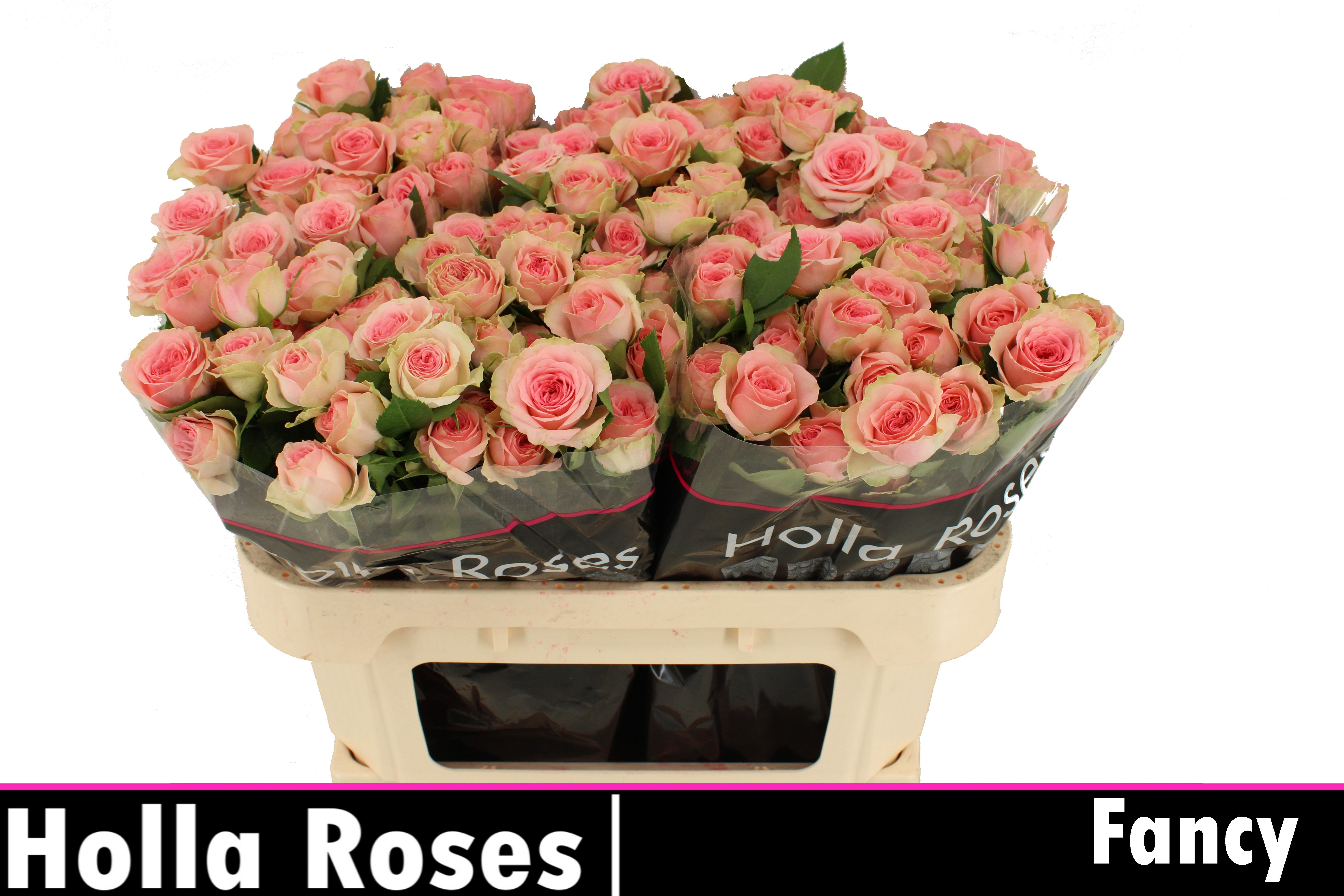 Rosa Spr Fancy 70cm