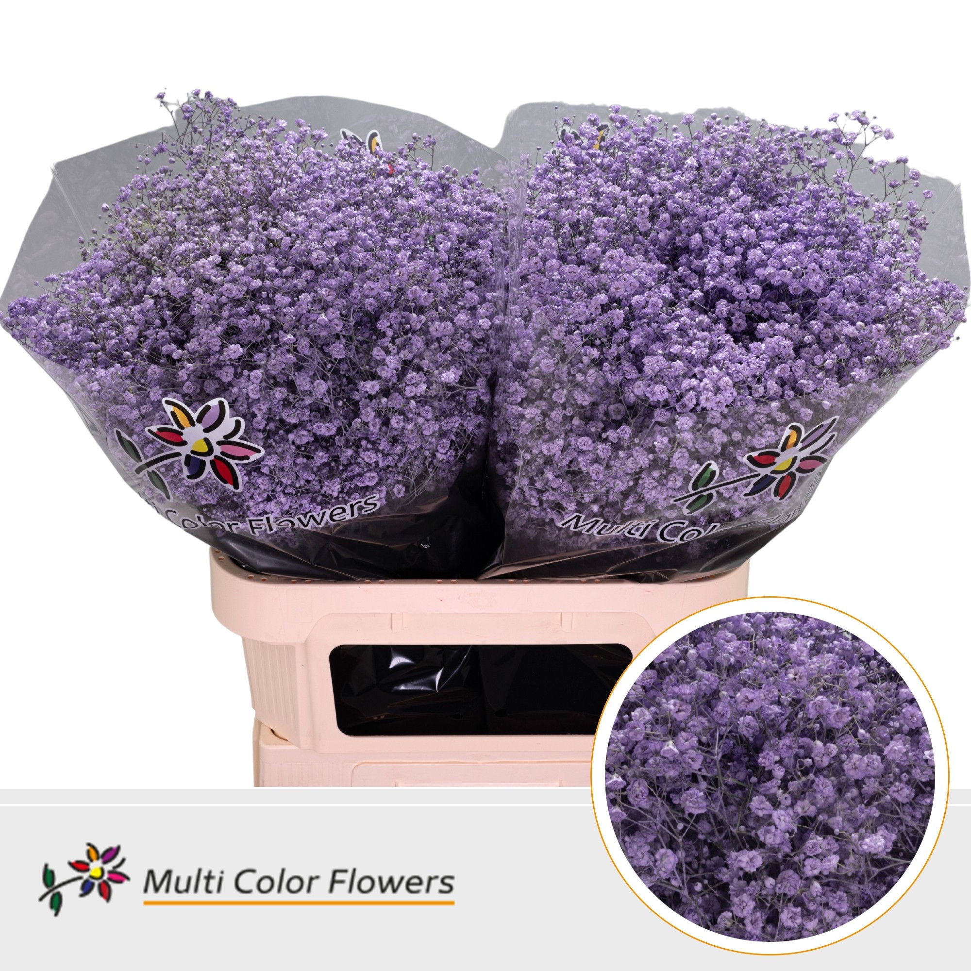 Gypsophila Painted Xlence Milka 80cm