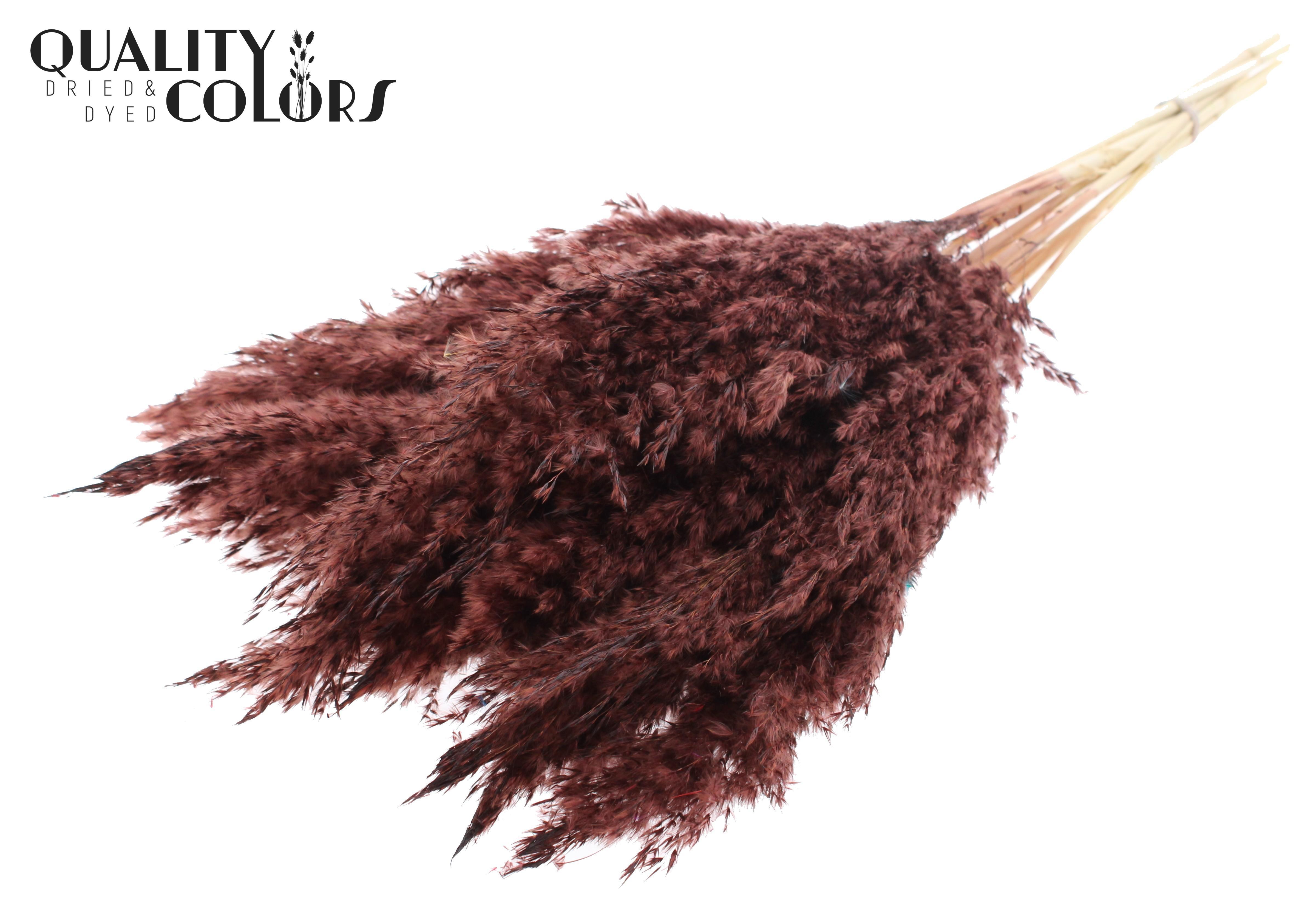 Pampas Grass Brown Per Bunch 70cm