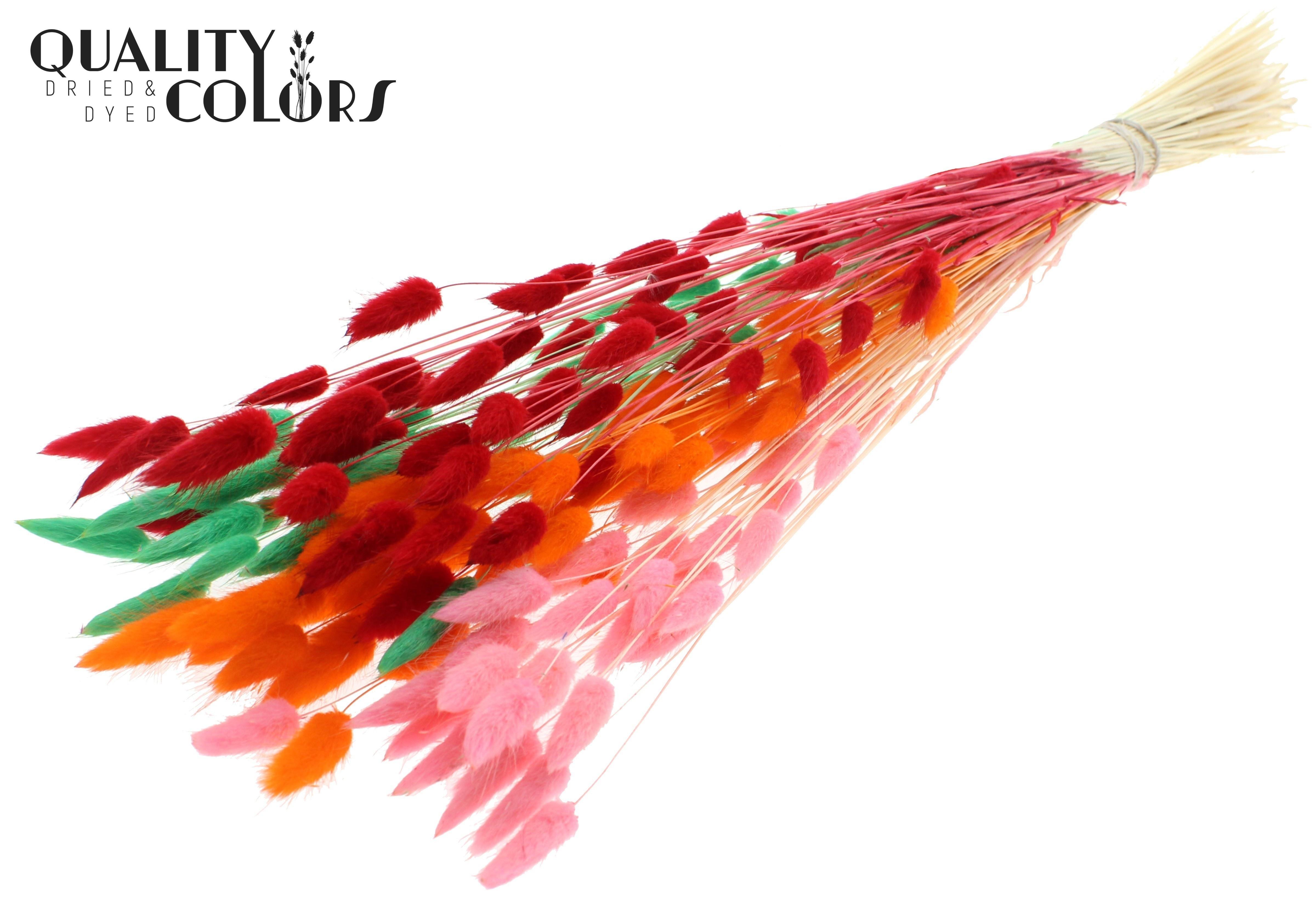 Lagurus Intense Fluor Sorbet Per Bunch 70cm