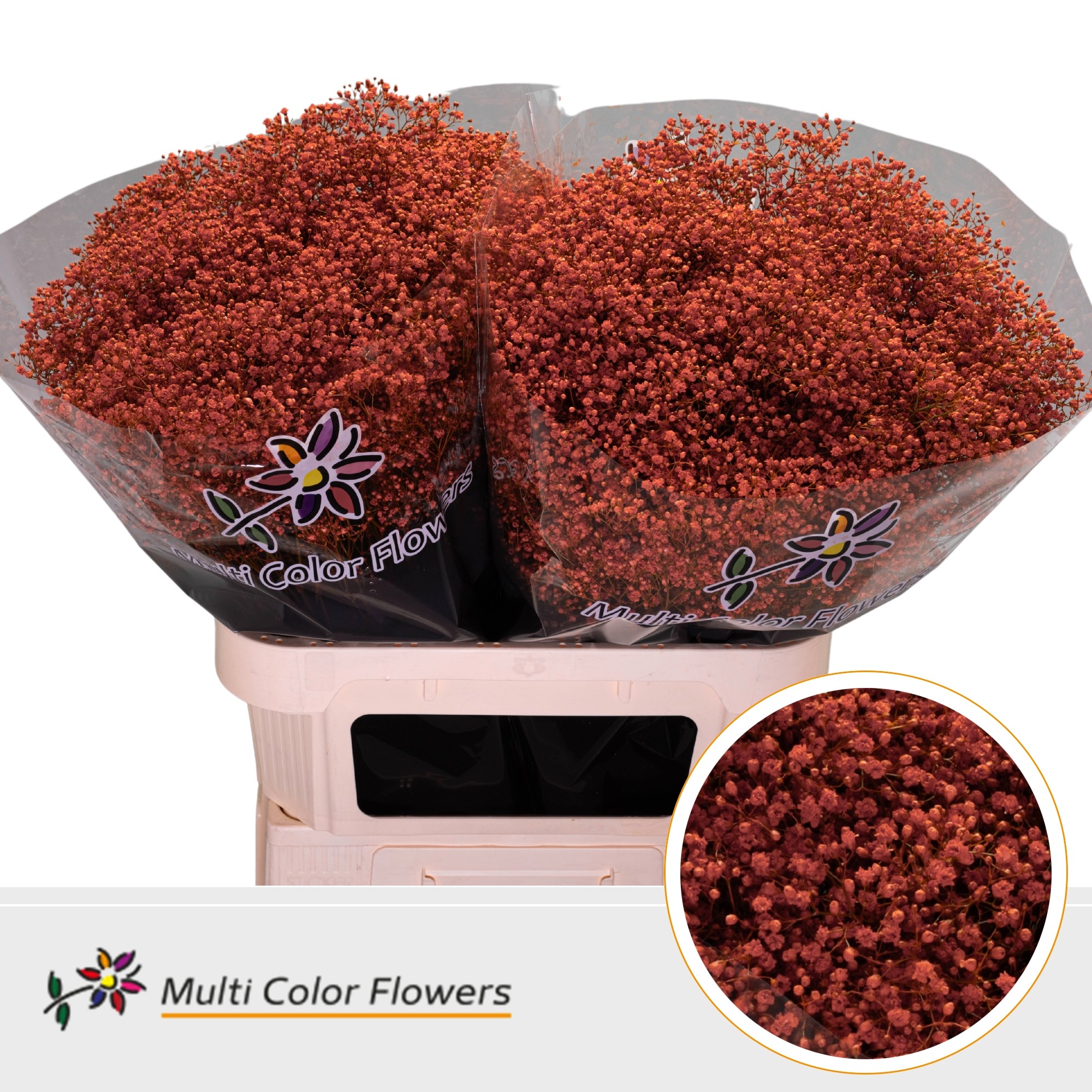 Gypsophila Painted Million Star Halloween 80cm
