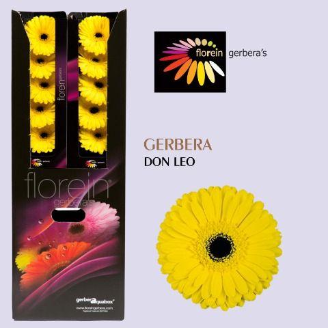 Ge Gr Don Leo Aquabox 80