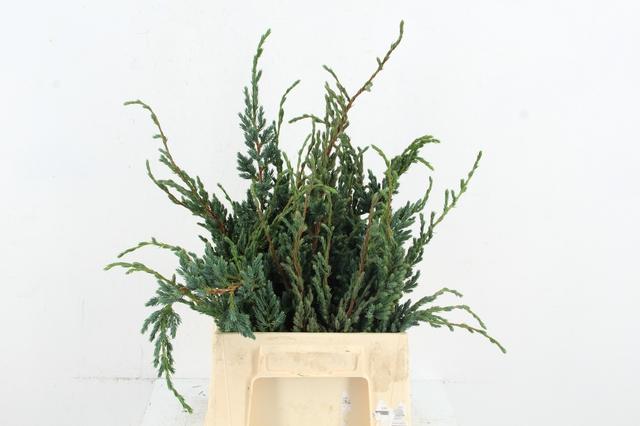 Coniferen Green 50cm