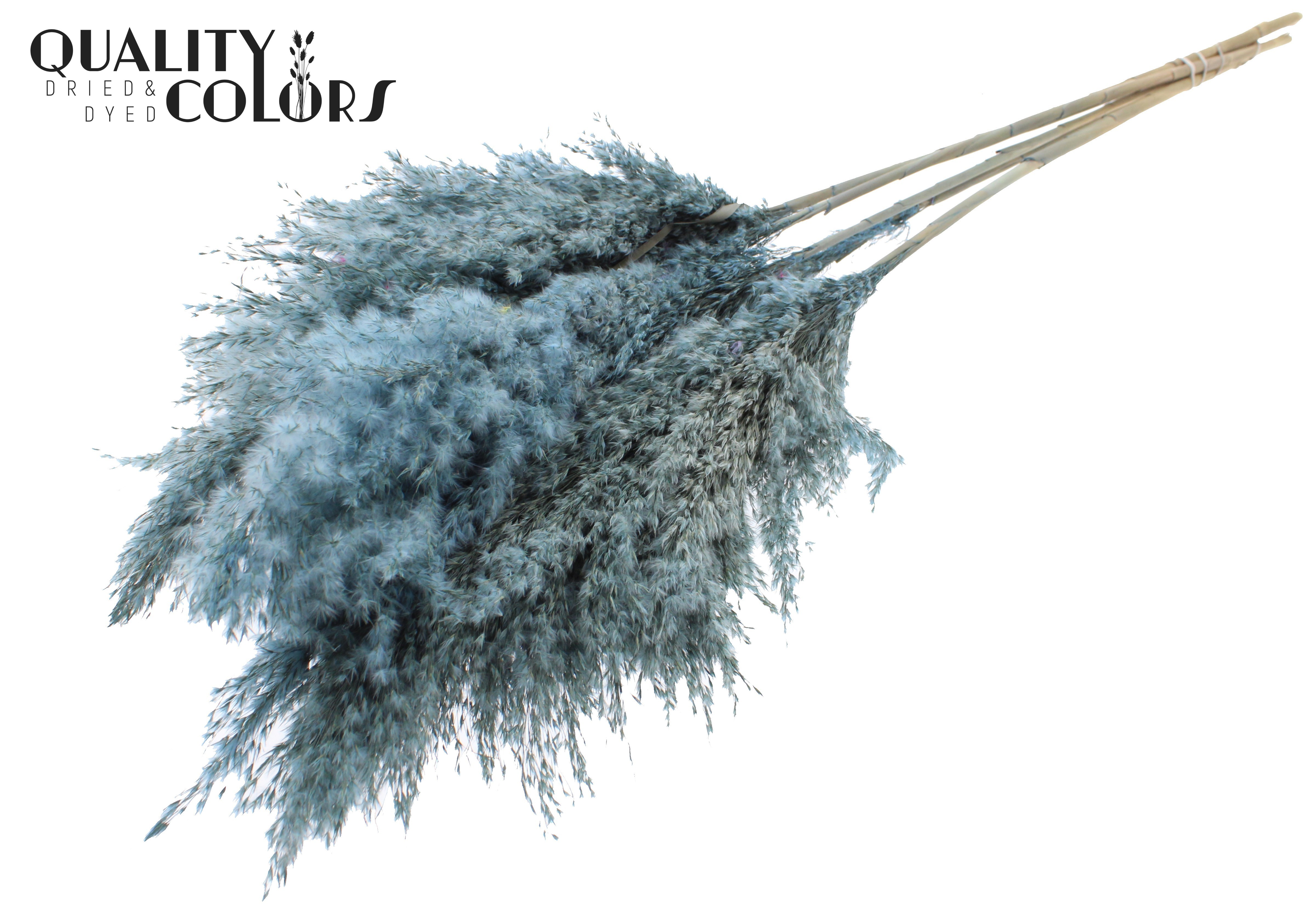 Pampas Grass Frosted Blue Per Bunch 100cm