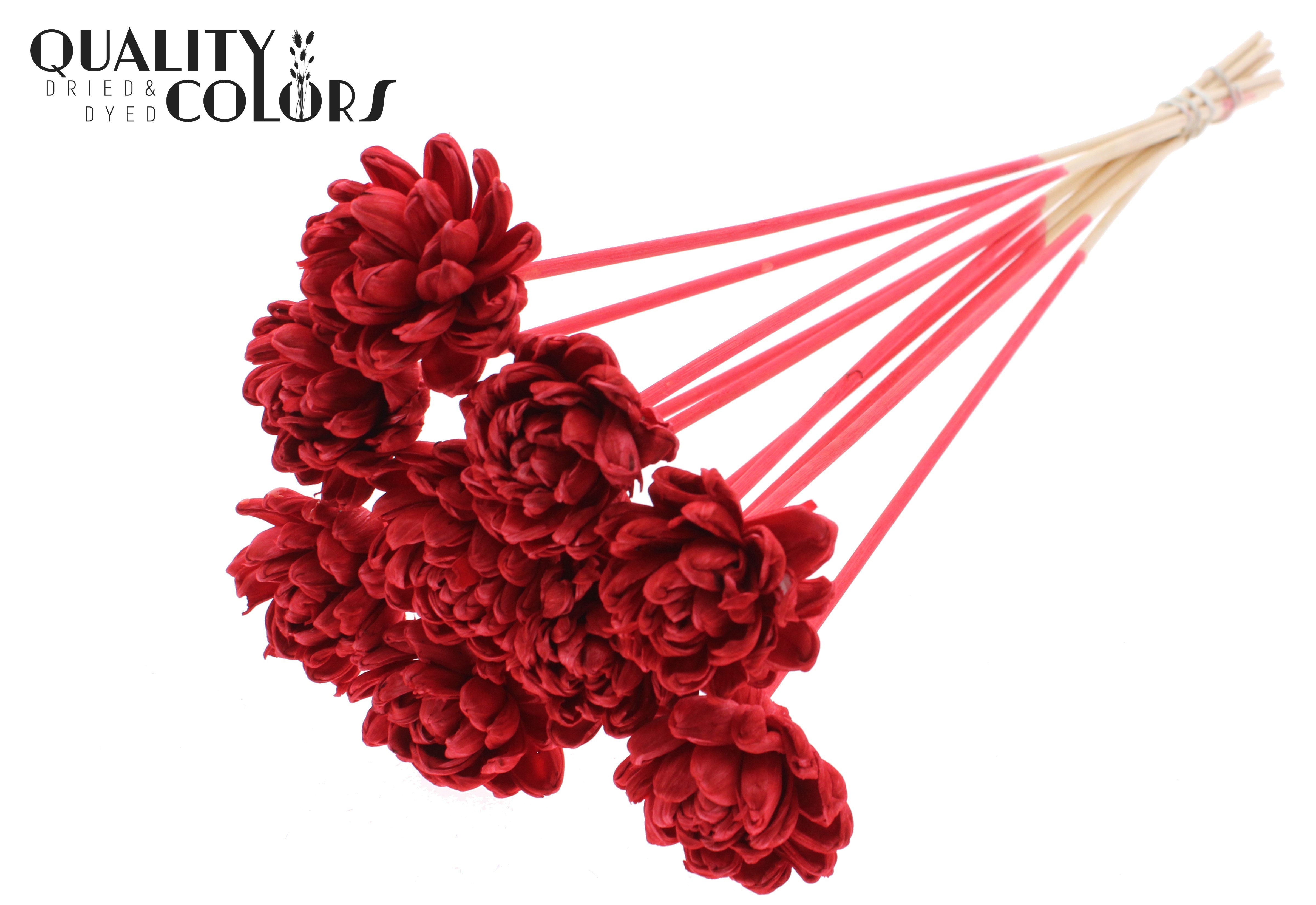 Shola Beauty Rose Red 50cm