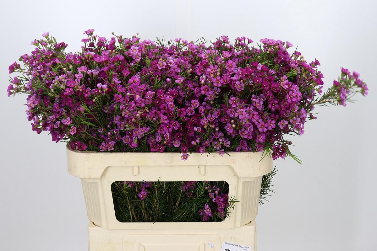 Chamelaucium Eden