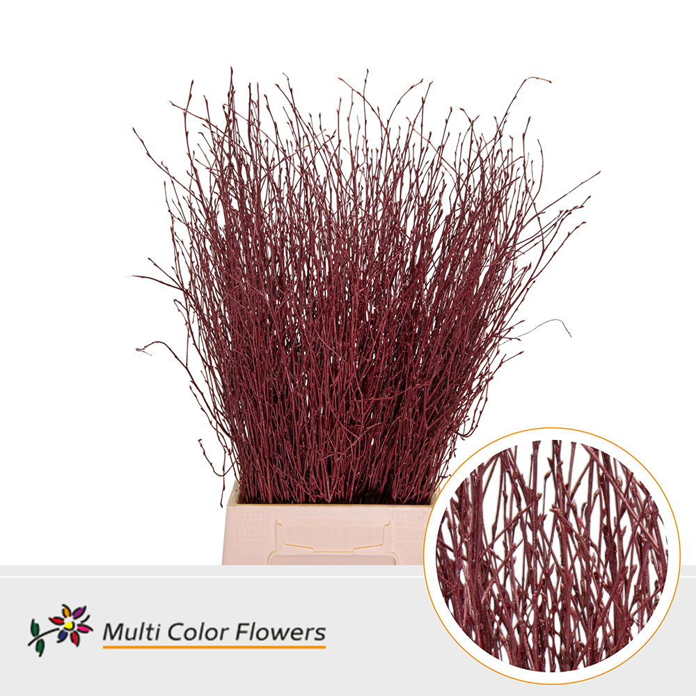 Betula Painted Bordeaux 70cm
