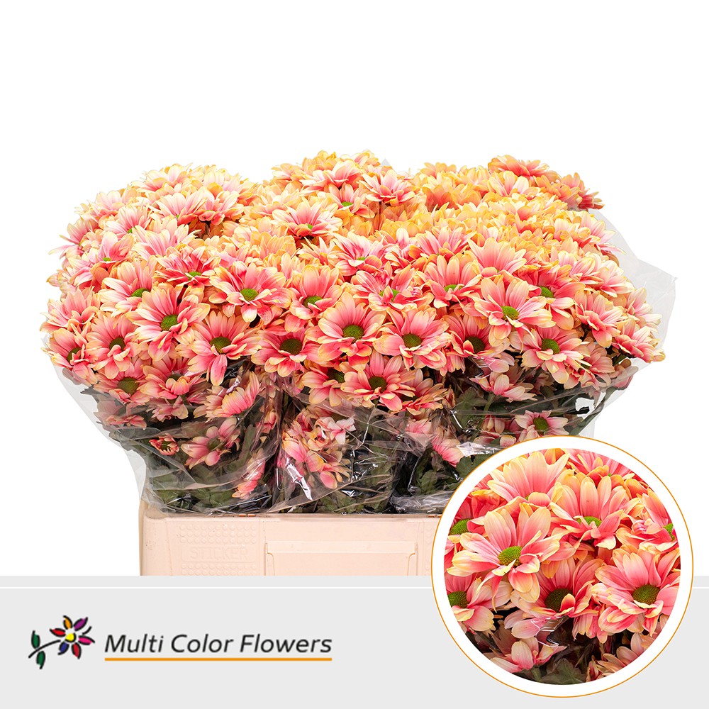Chrysanth Spray Painted Kennedy Sunshine 60cm