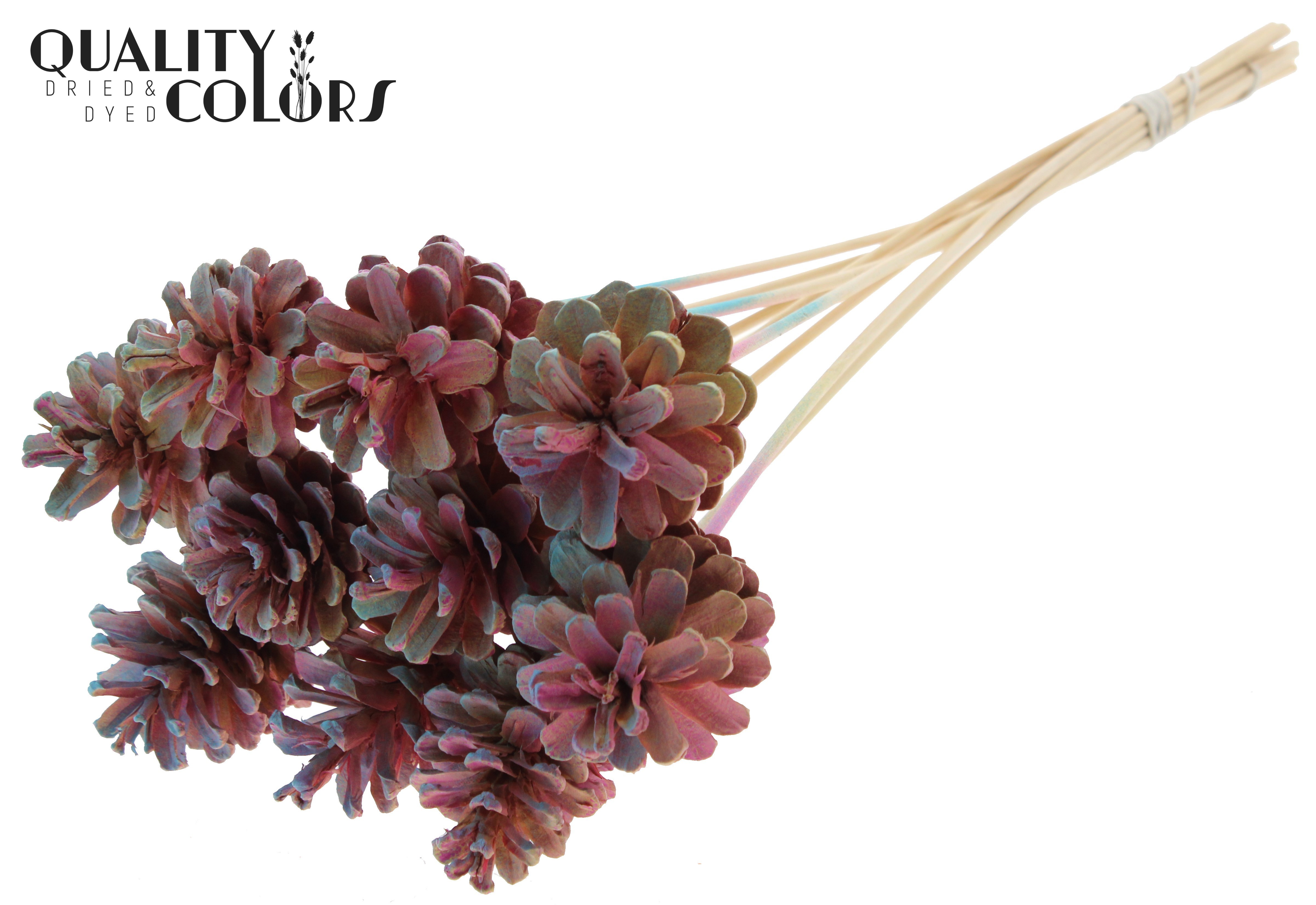 Pine Cone Gradient Pink 50cm