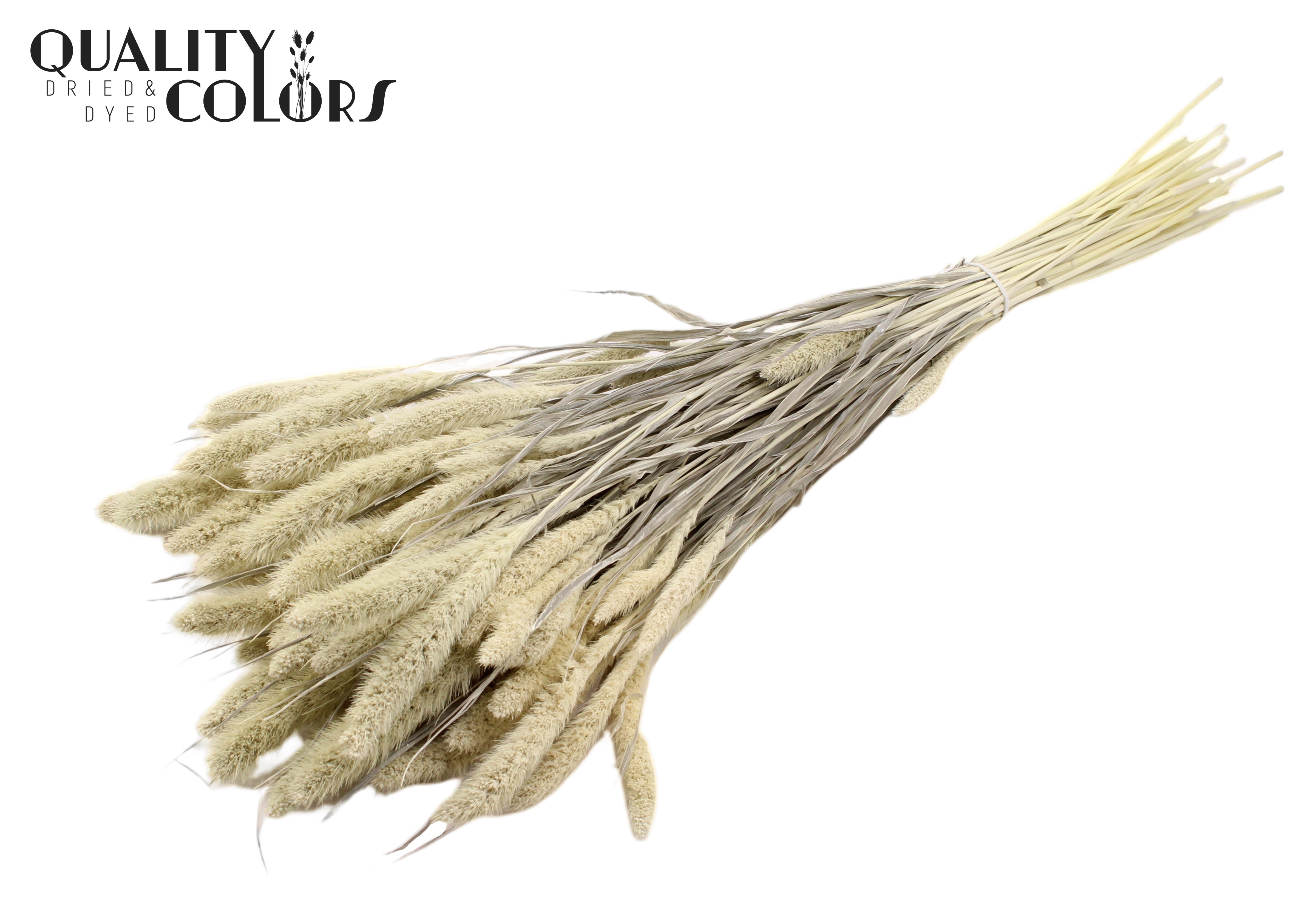 Setaria Intense Frosted White Per Bunch 70cm