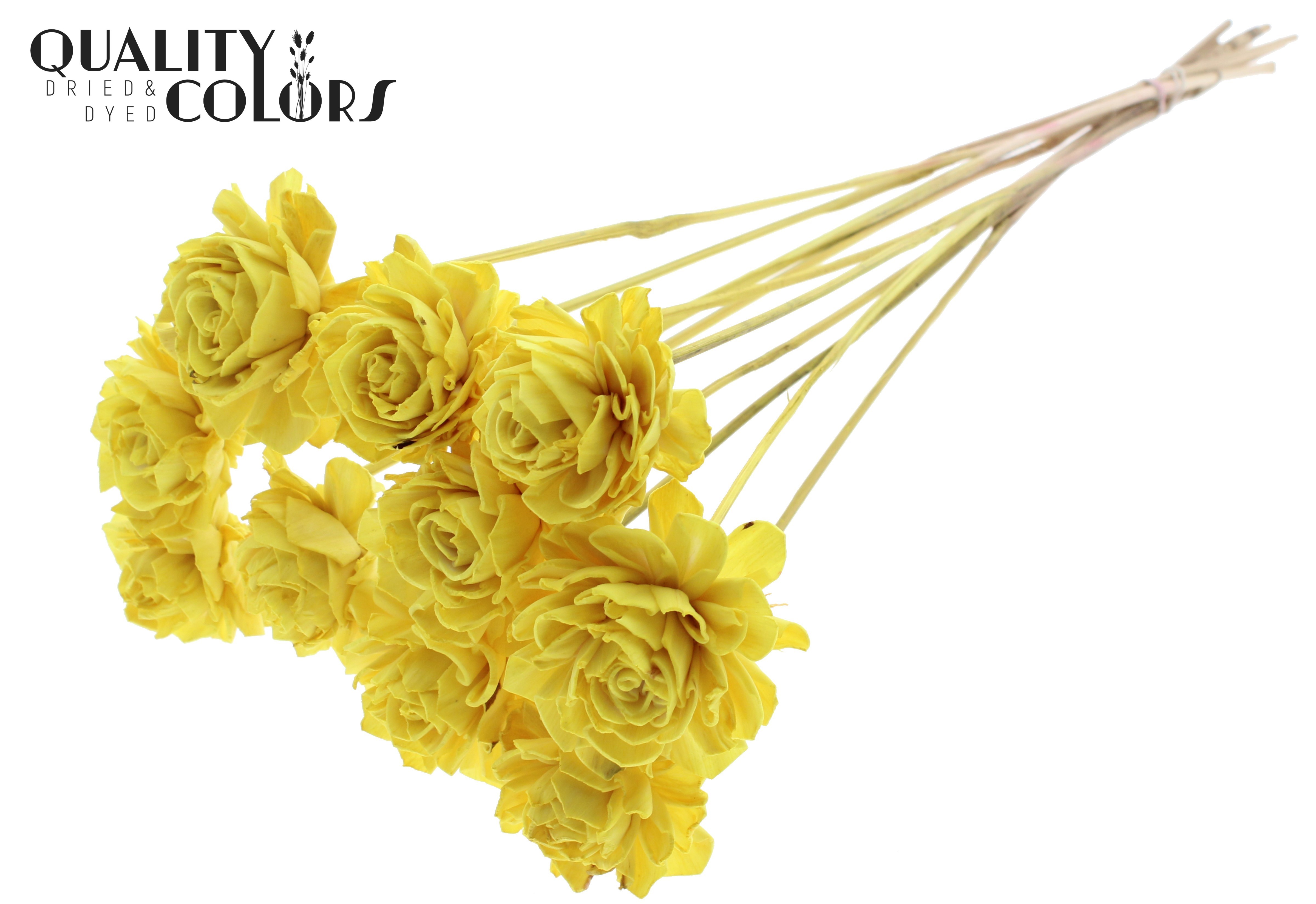 Shola Dhaliya Yellow 50cm