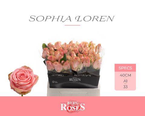 Rosa Sophia Loren 40cm