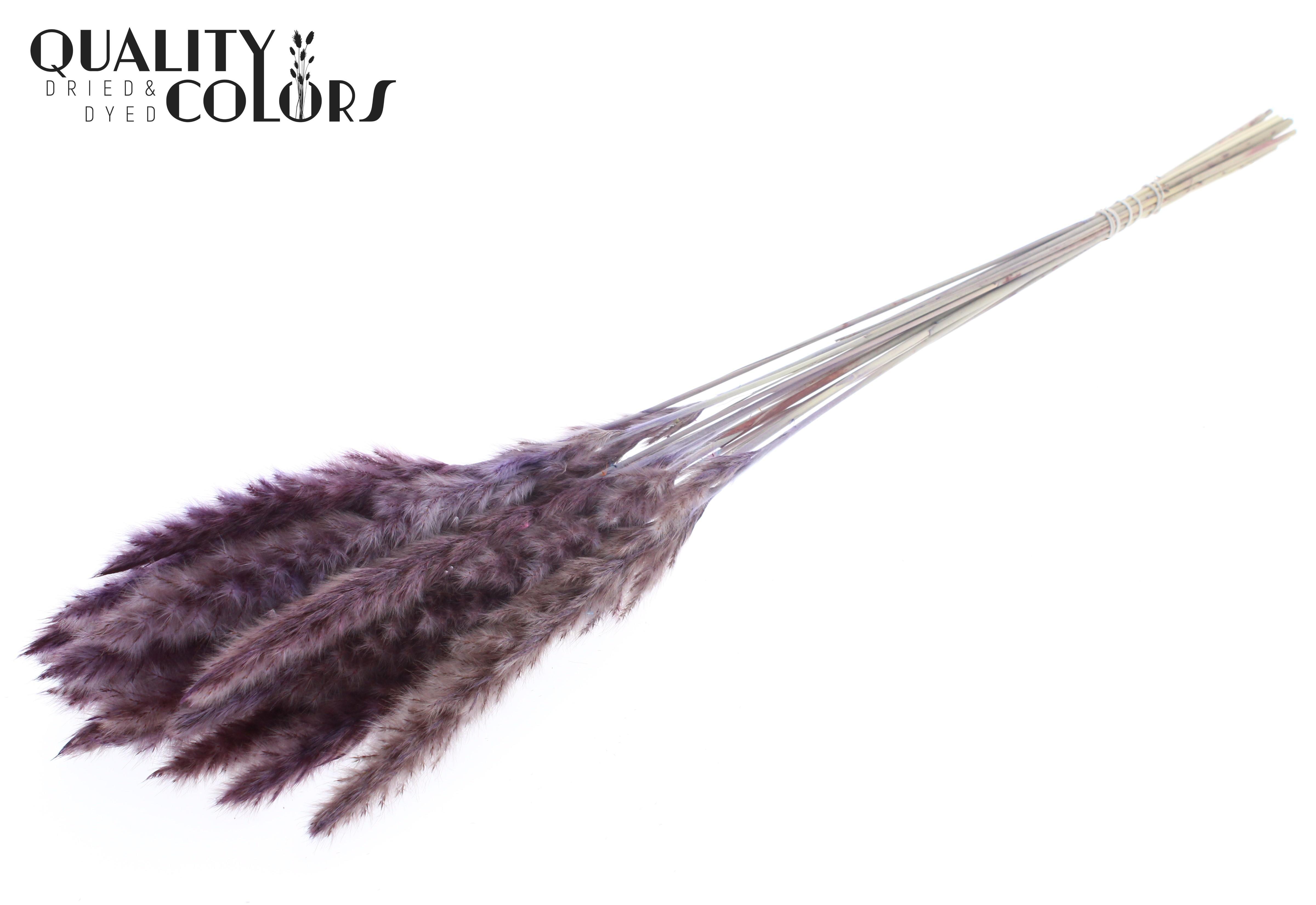 Fluffy Pampas Milka Per Bunch 70cm