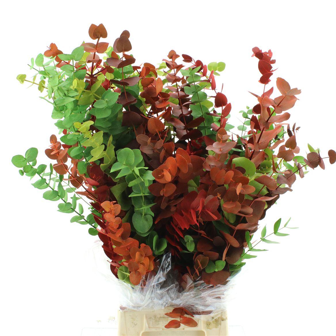 Euca Klb Cinerea Mix