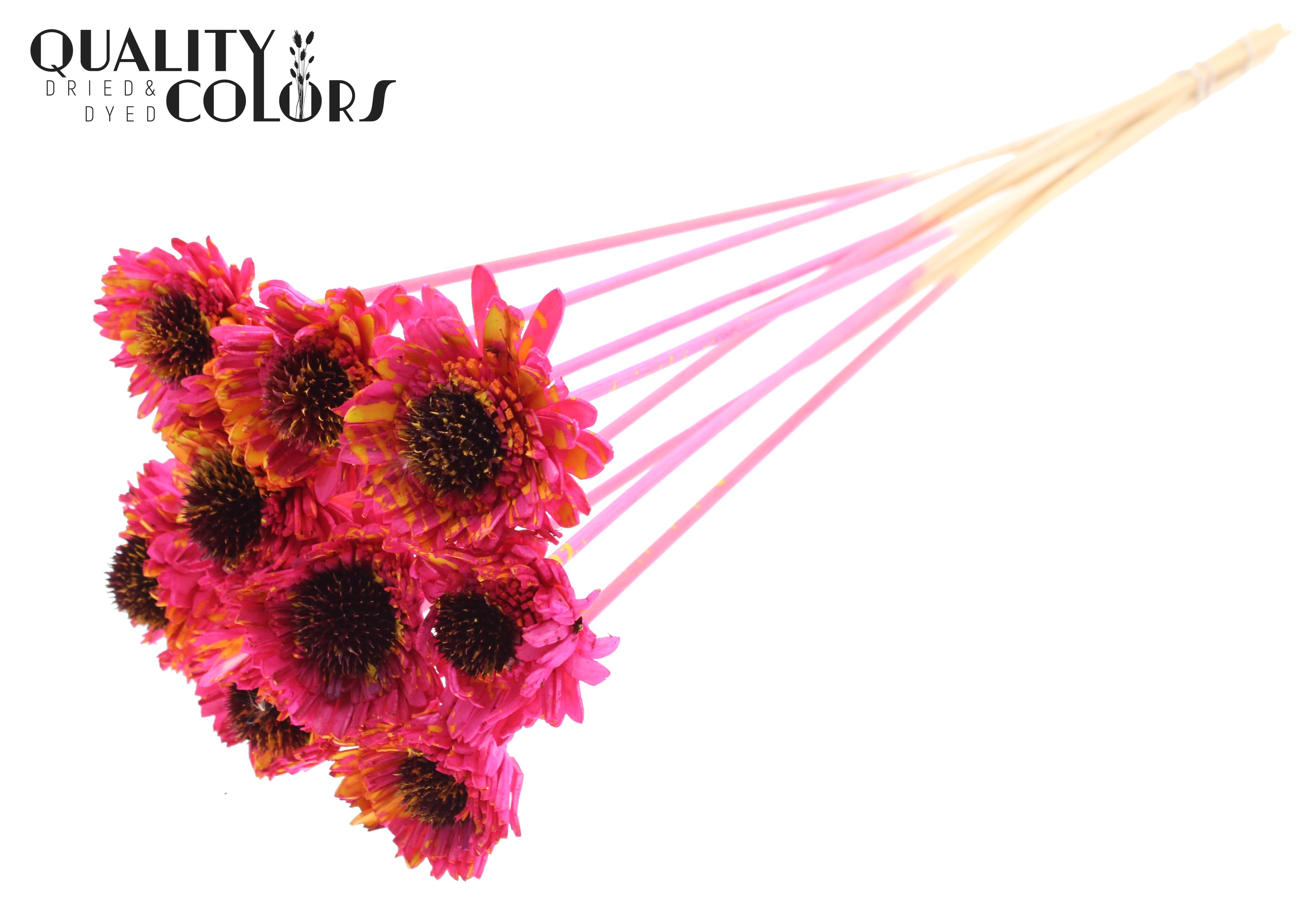 Shola Daisy Sunflower Splashed Cerise Yellow 50cm