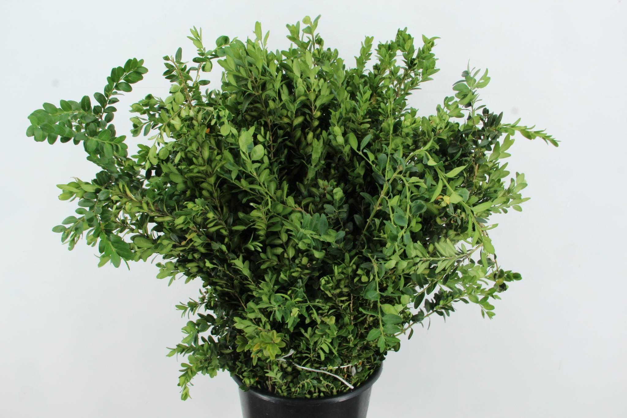 Buxus Sempervirens 70cm 300gr.