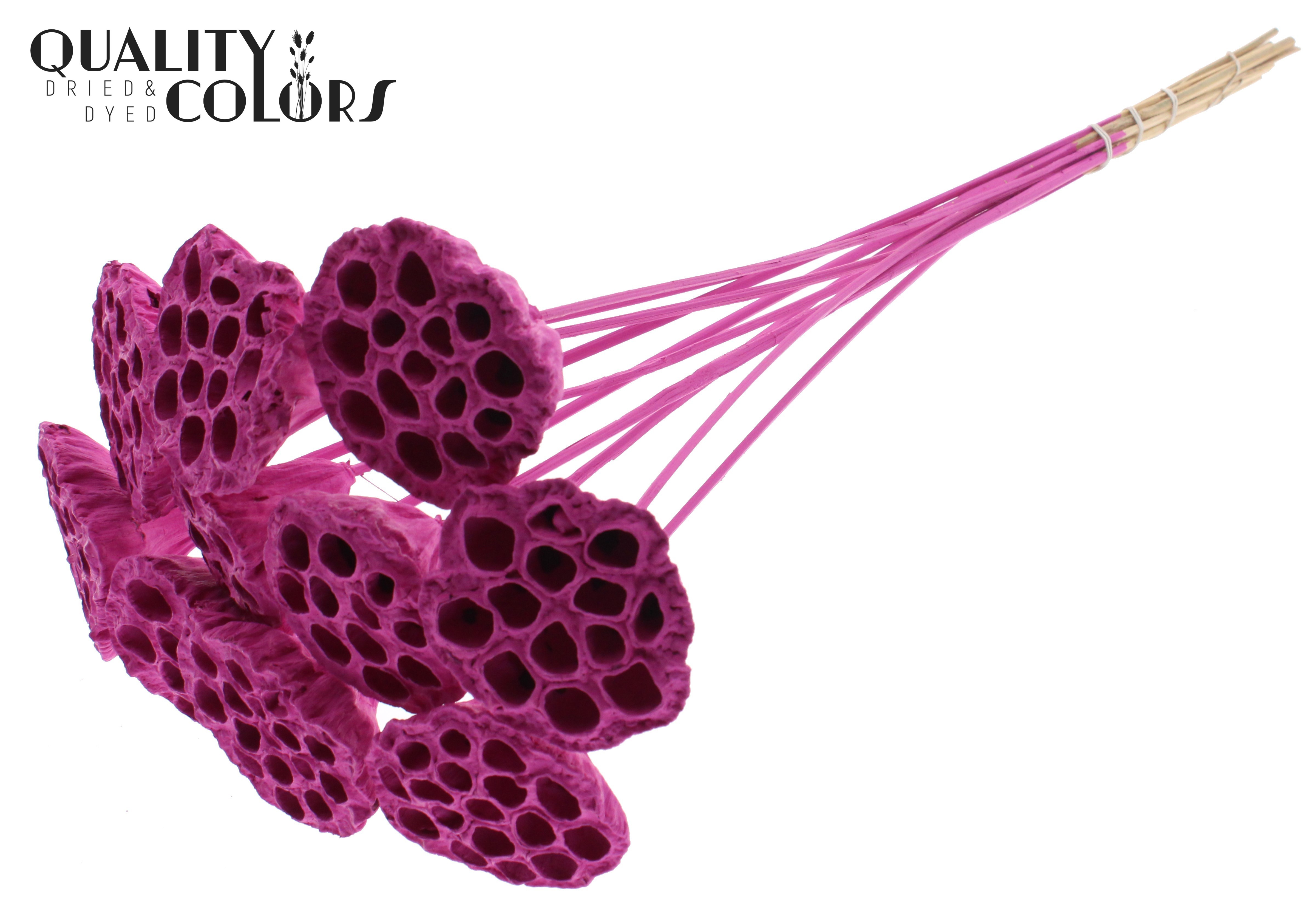 Lotus Cerise 50cm