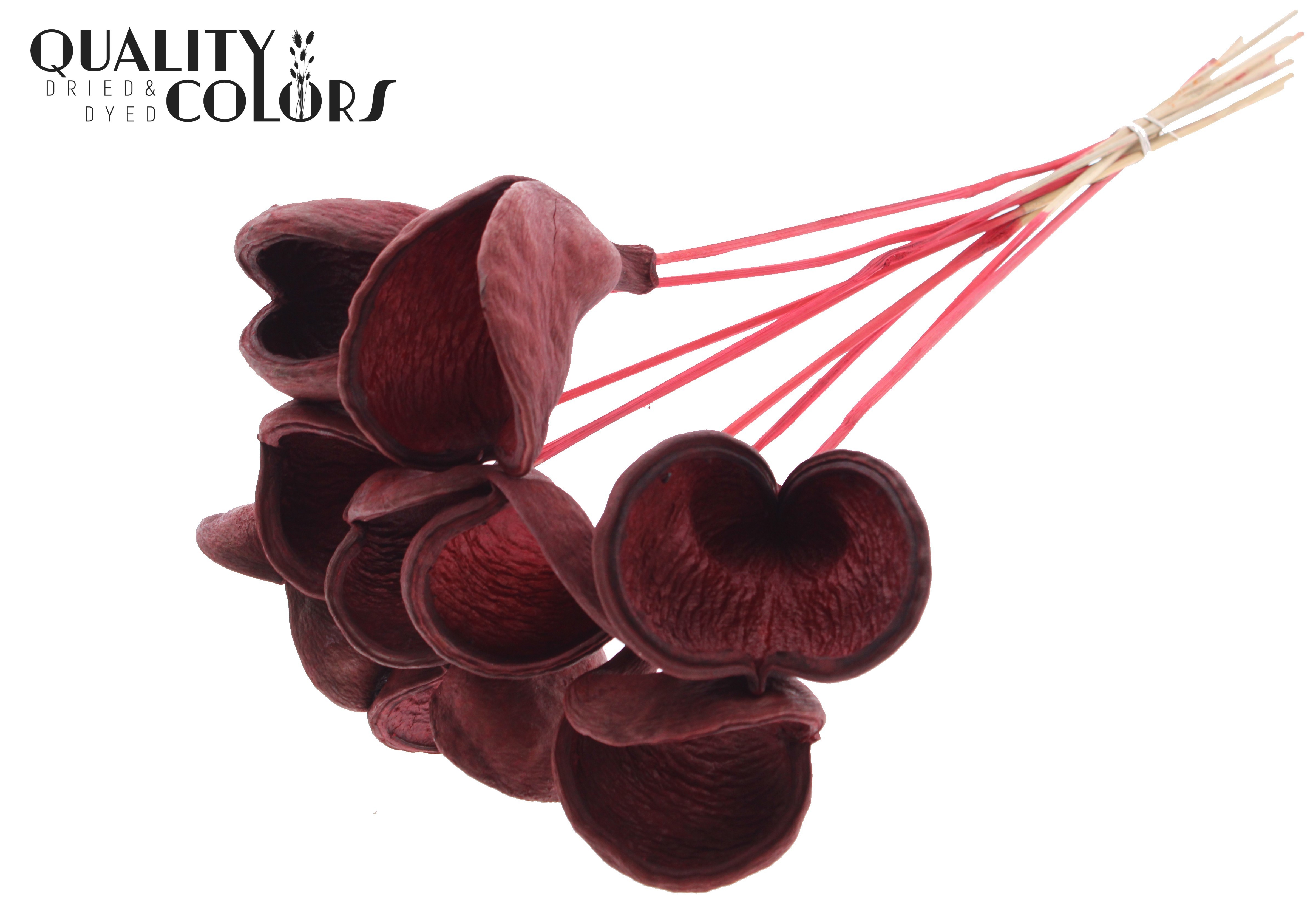 Badam Red 50cm
